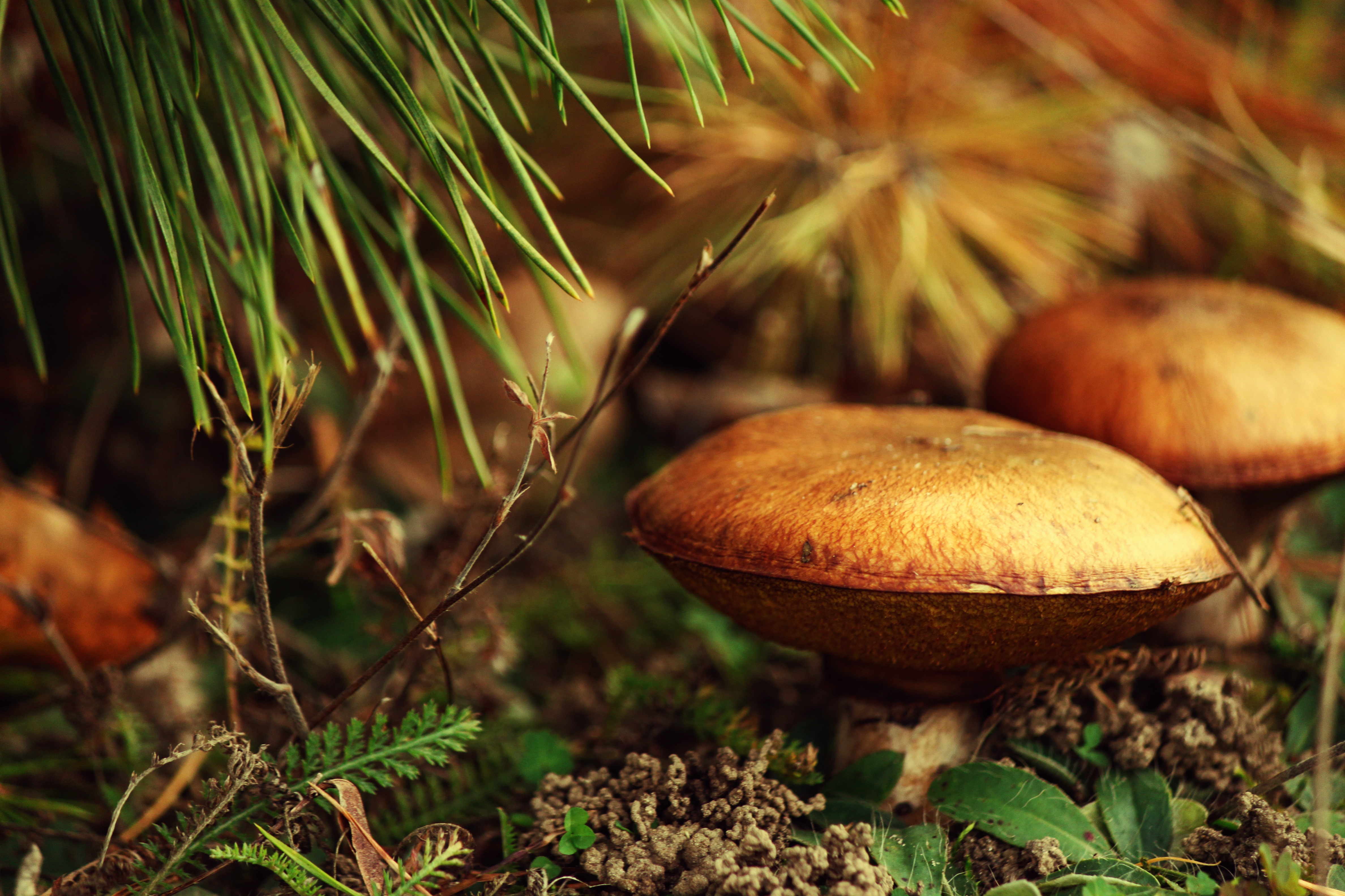 Лес хвойный и грибы маслята