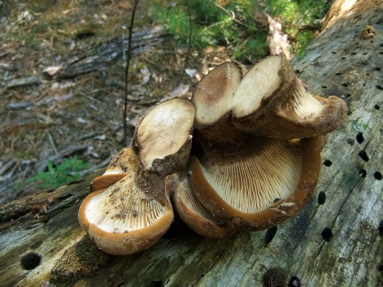 Июльские грибы
