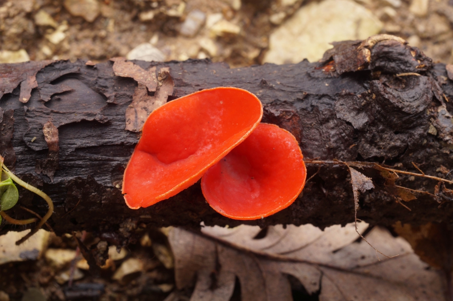 Красные грибы на дереве