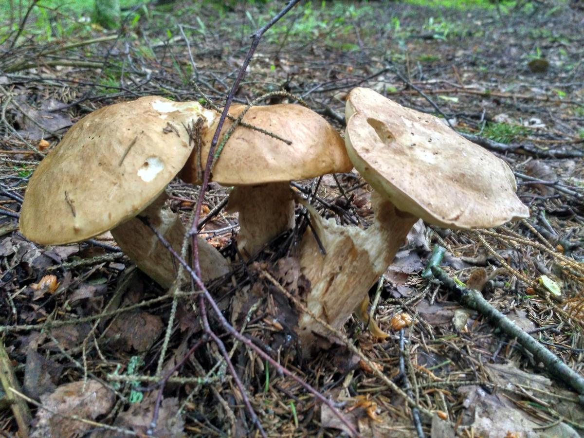 Съедобные грибы Поволжья