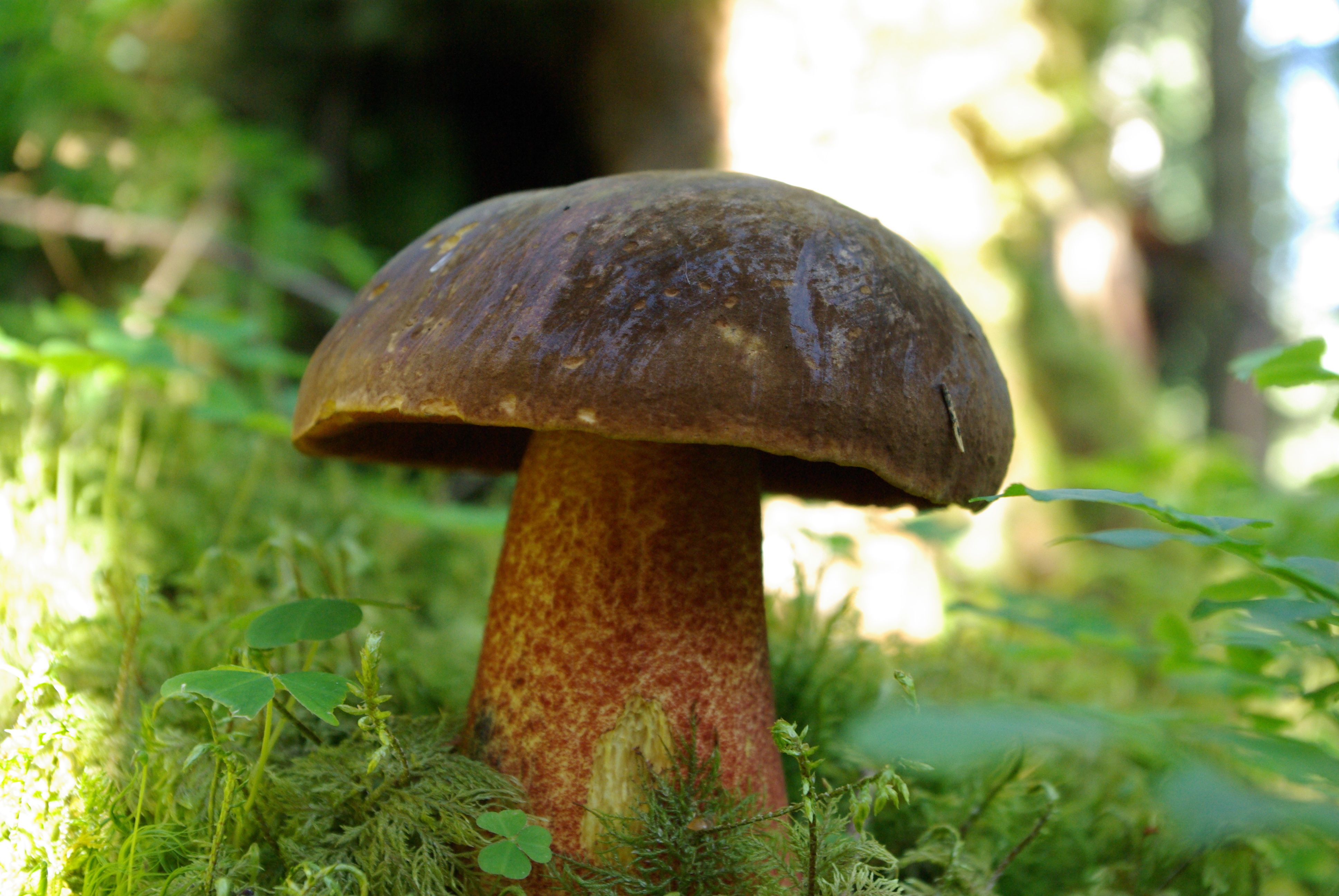Съедобные грибы красивые фото