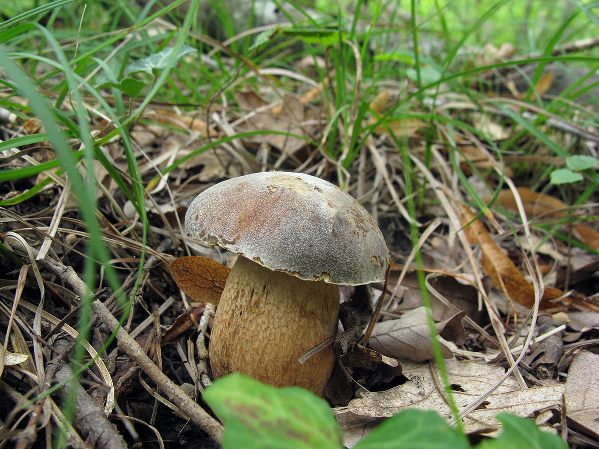 Белый гриб в Краснодарском крае