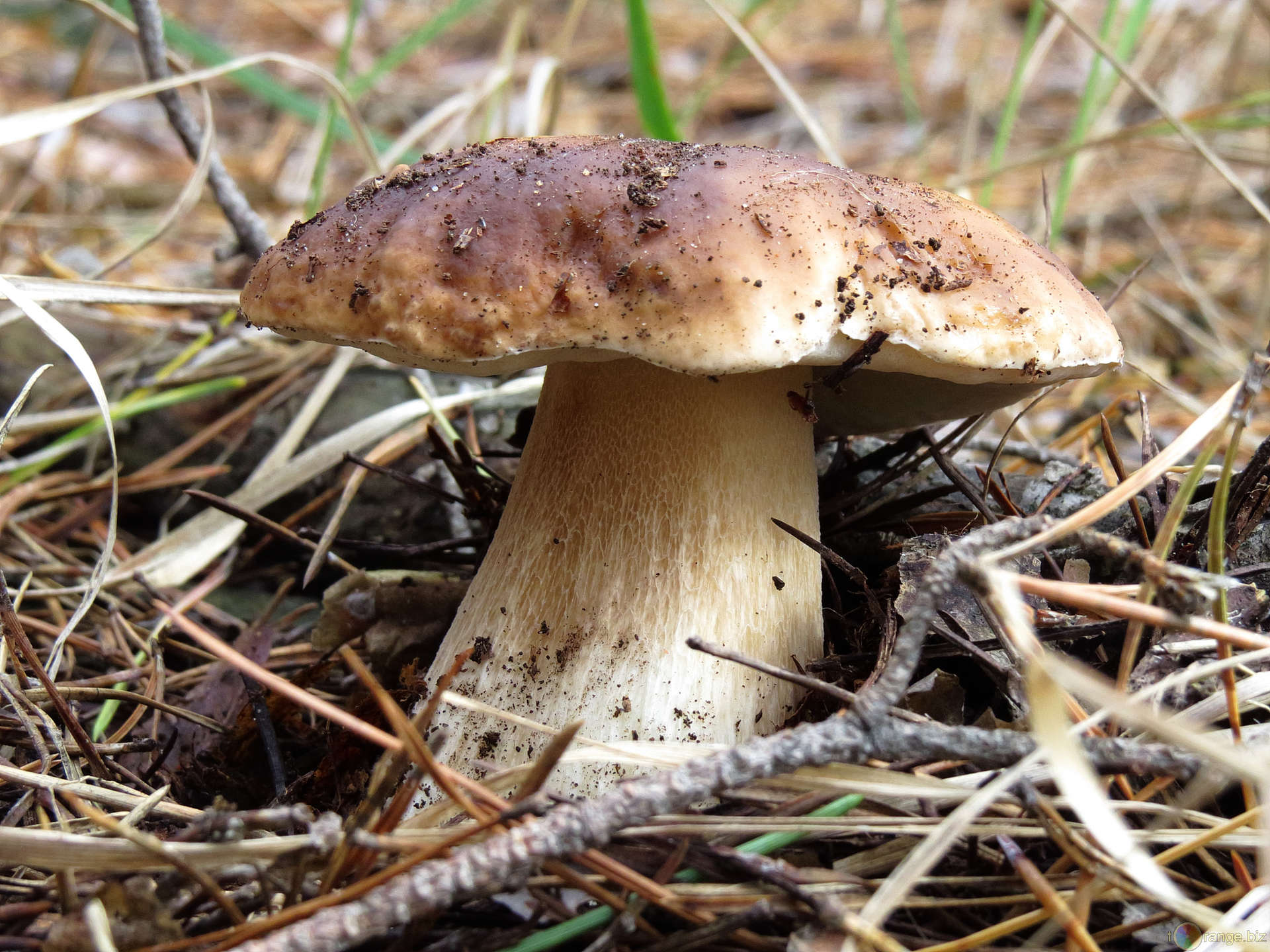 Съедобные грибы Поволжья