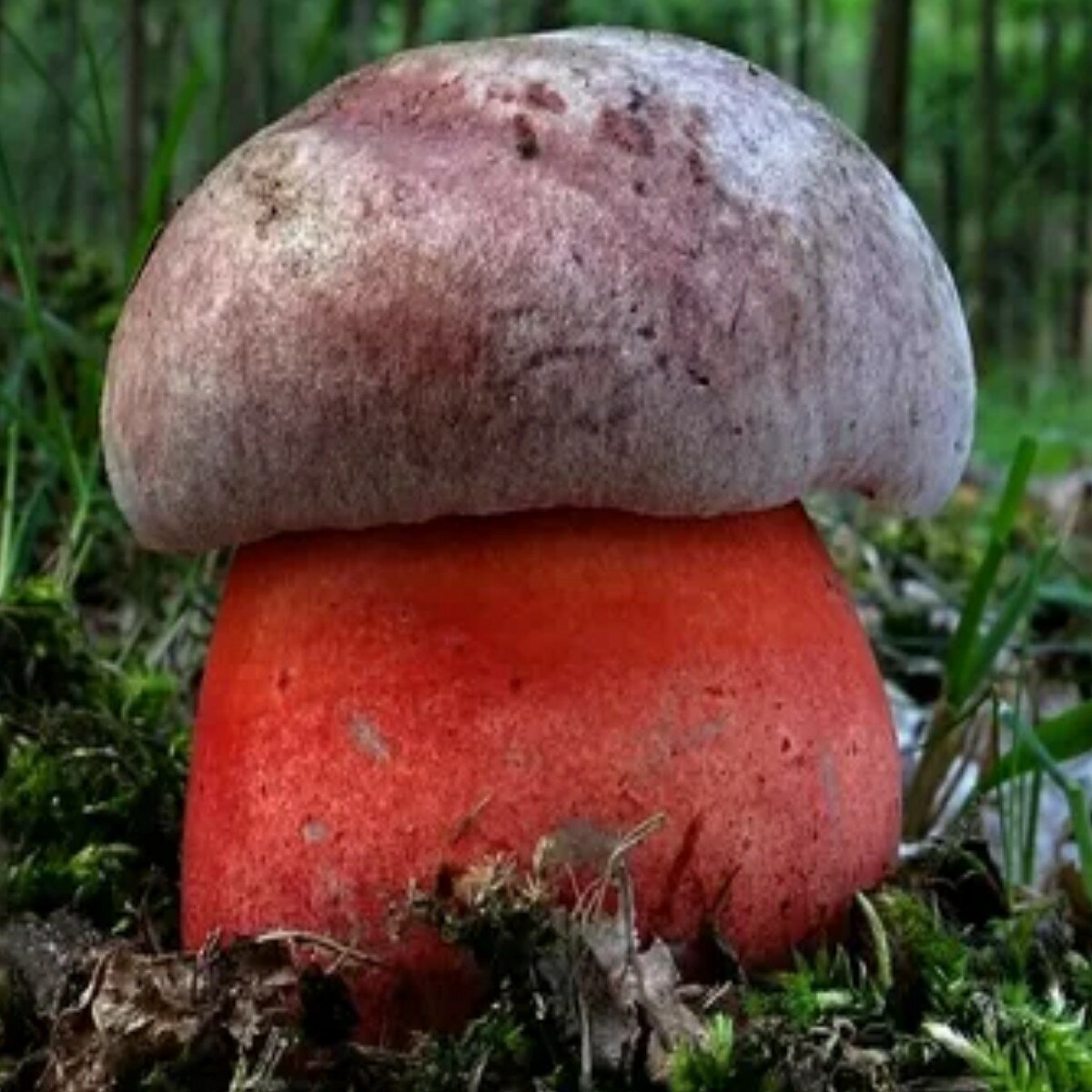 Сатанинский гриб фото