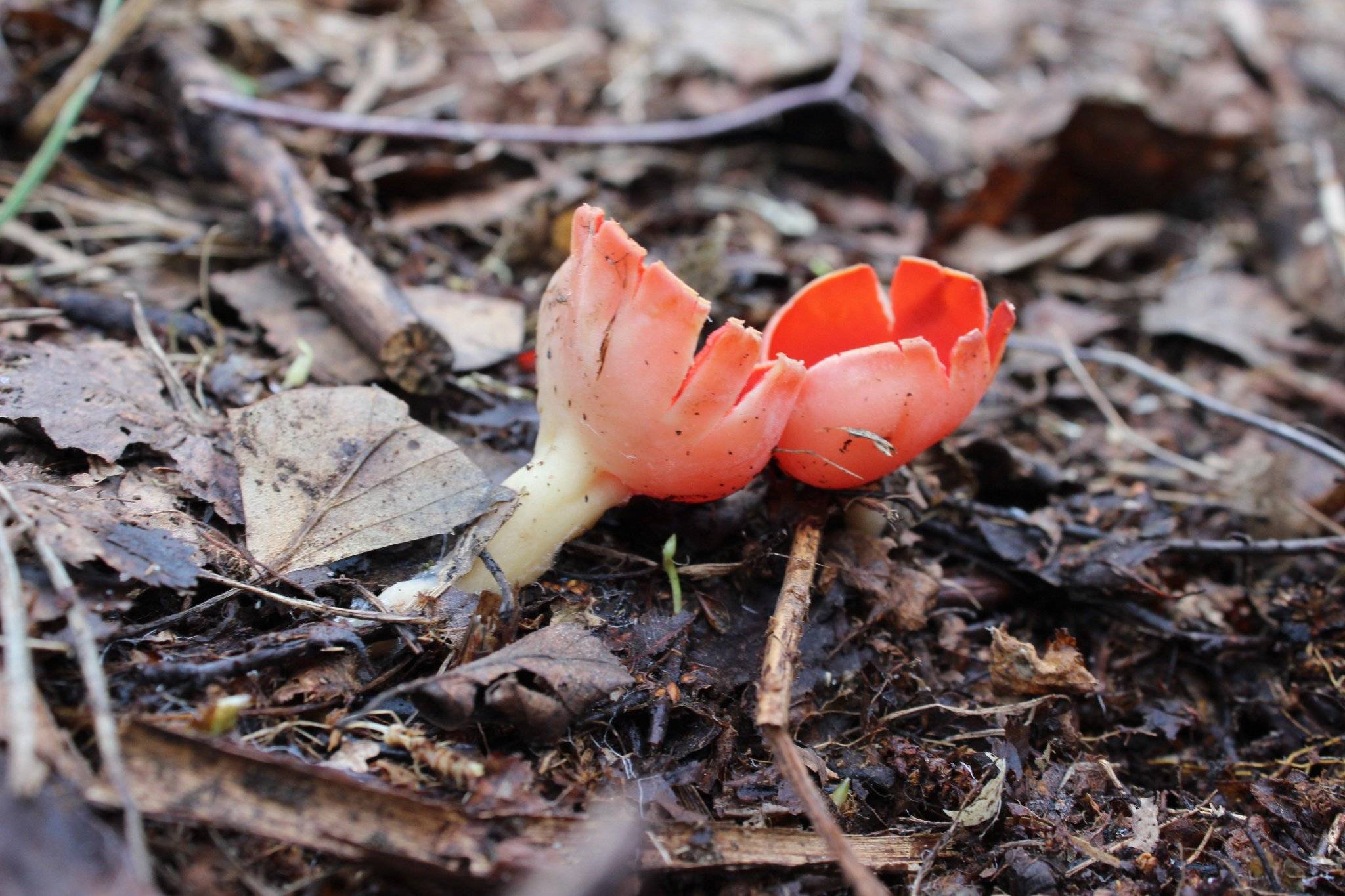 Красные грибы весной