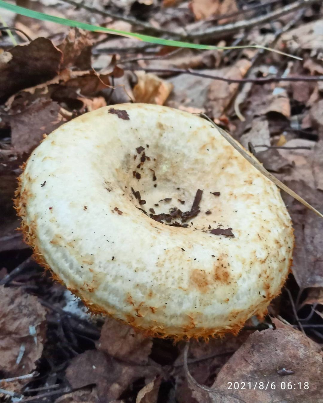 Фотографии Сидиков грибов