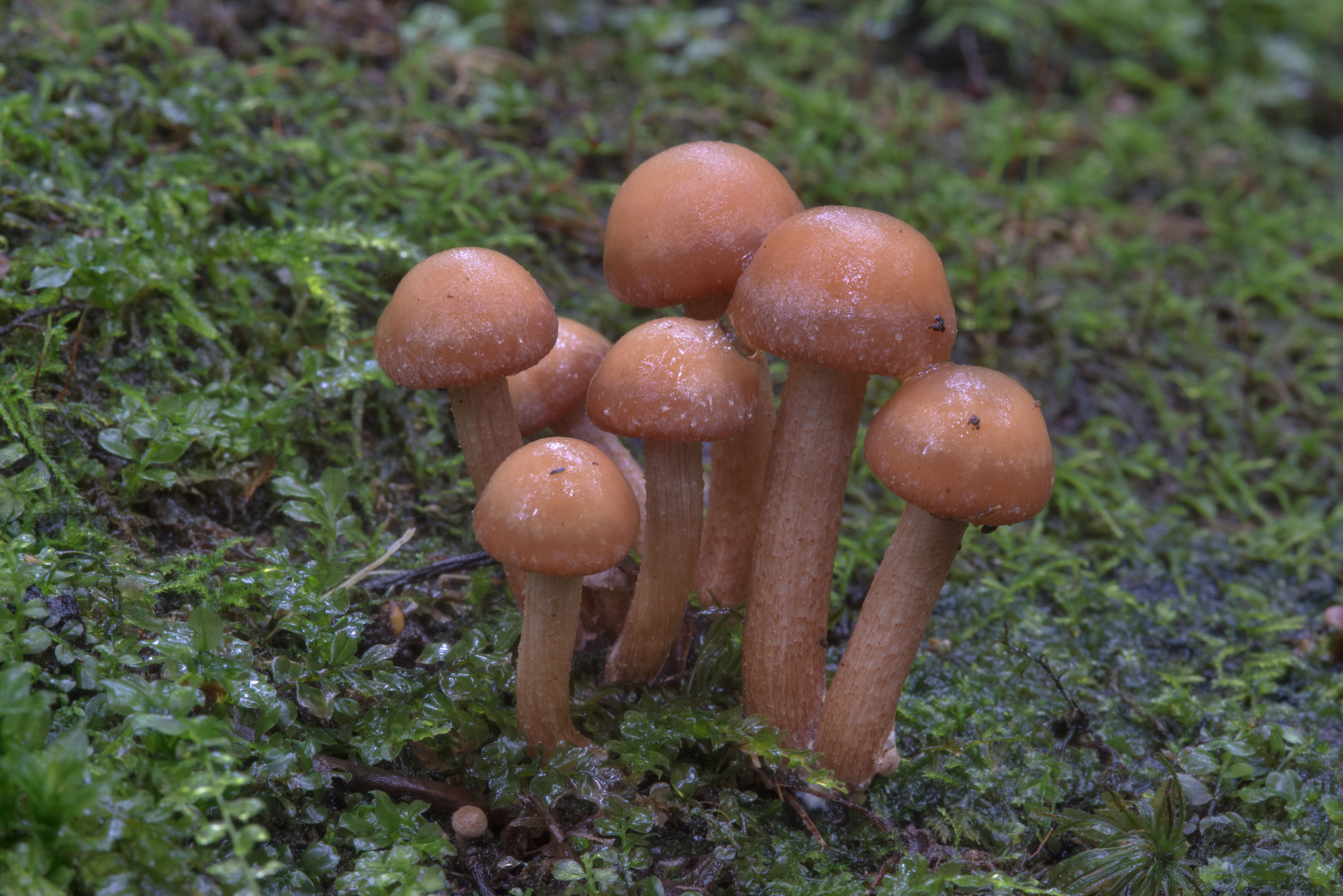 фото и название съедобных грибов в россии