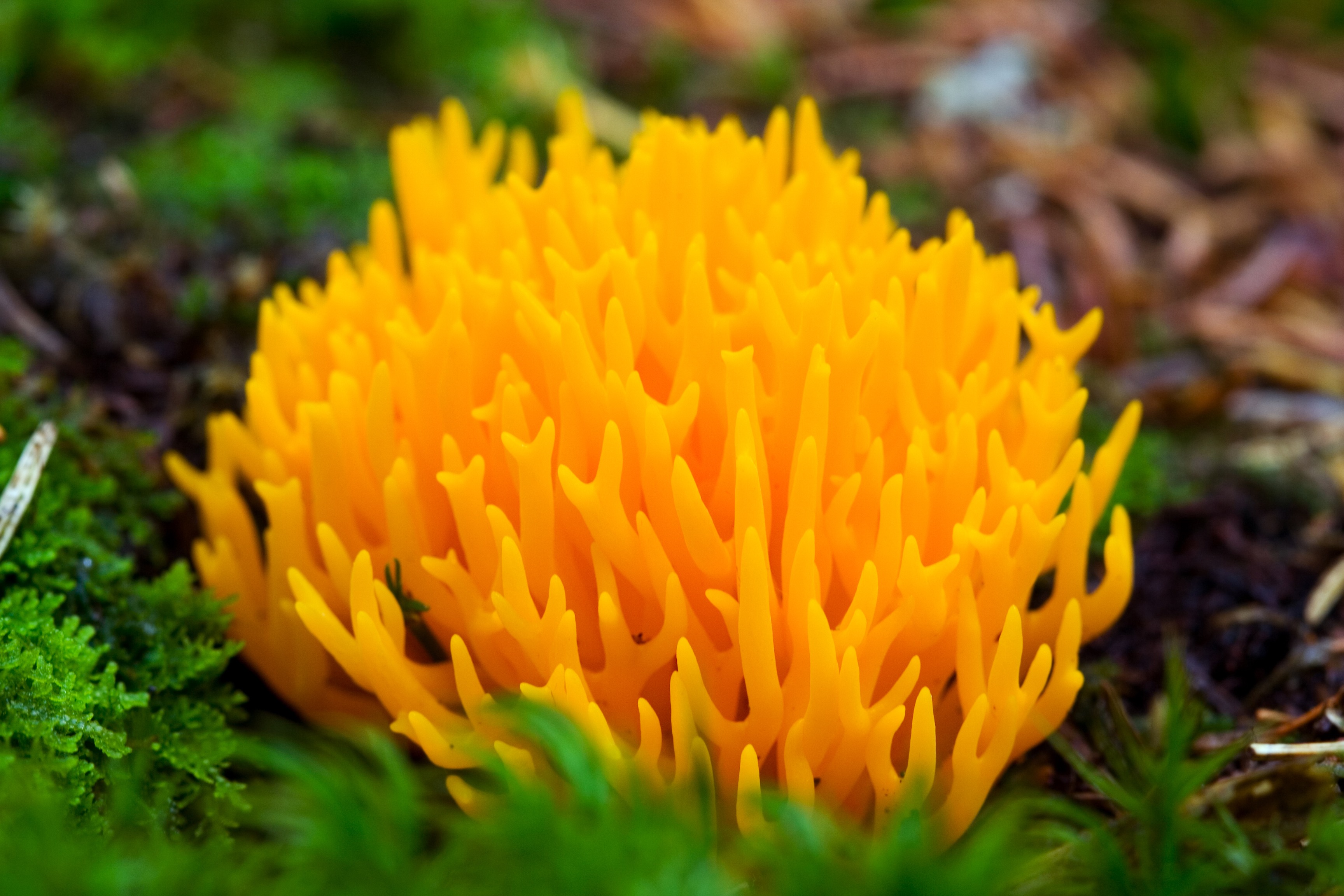 Желтый гриб