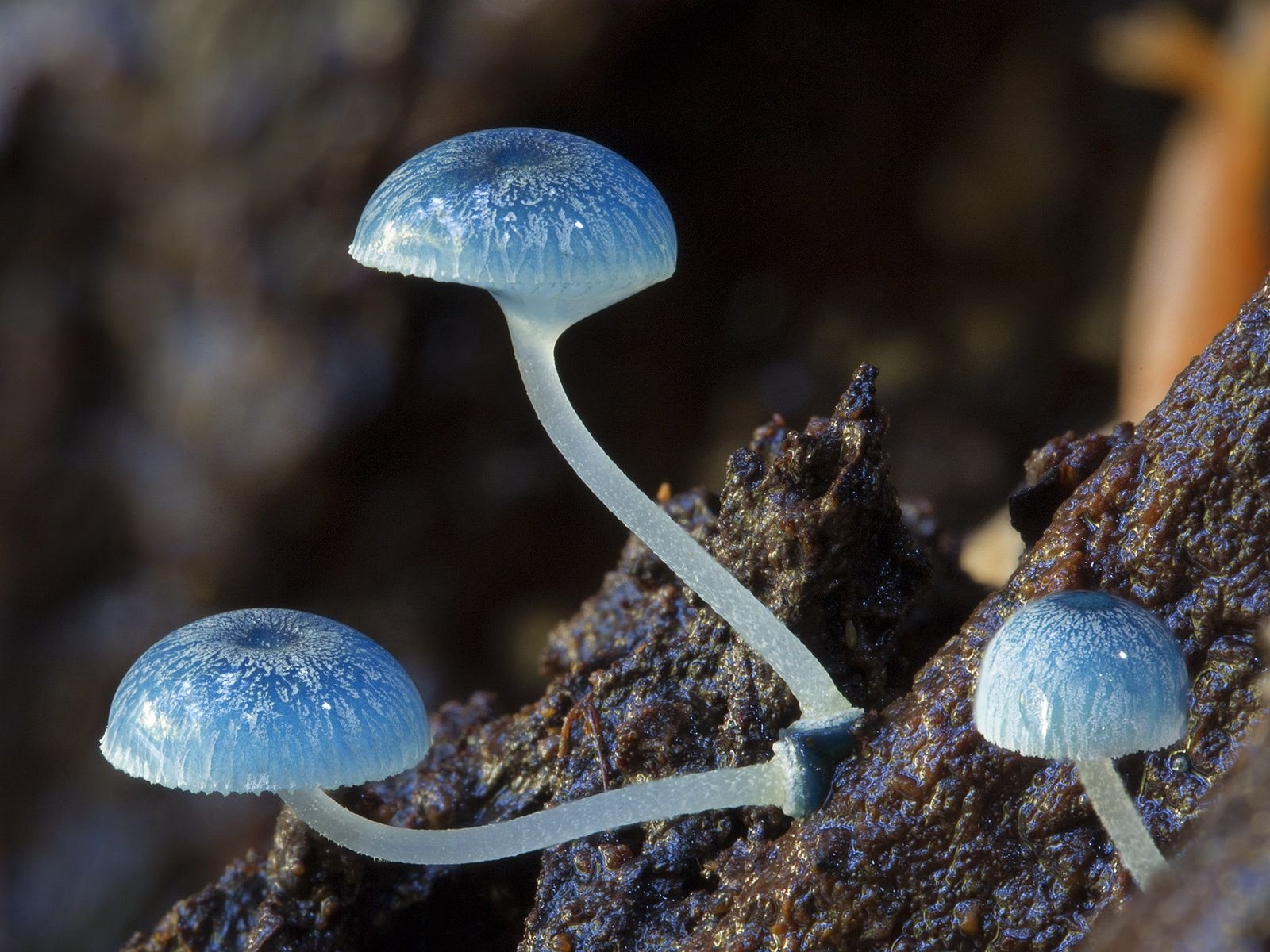 фото необычных грибов с названиями