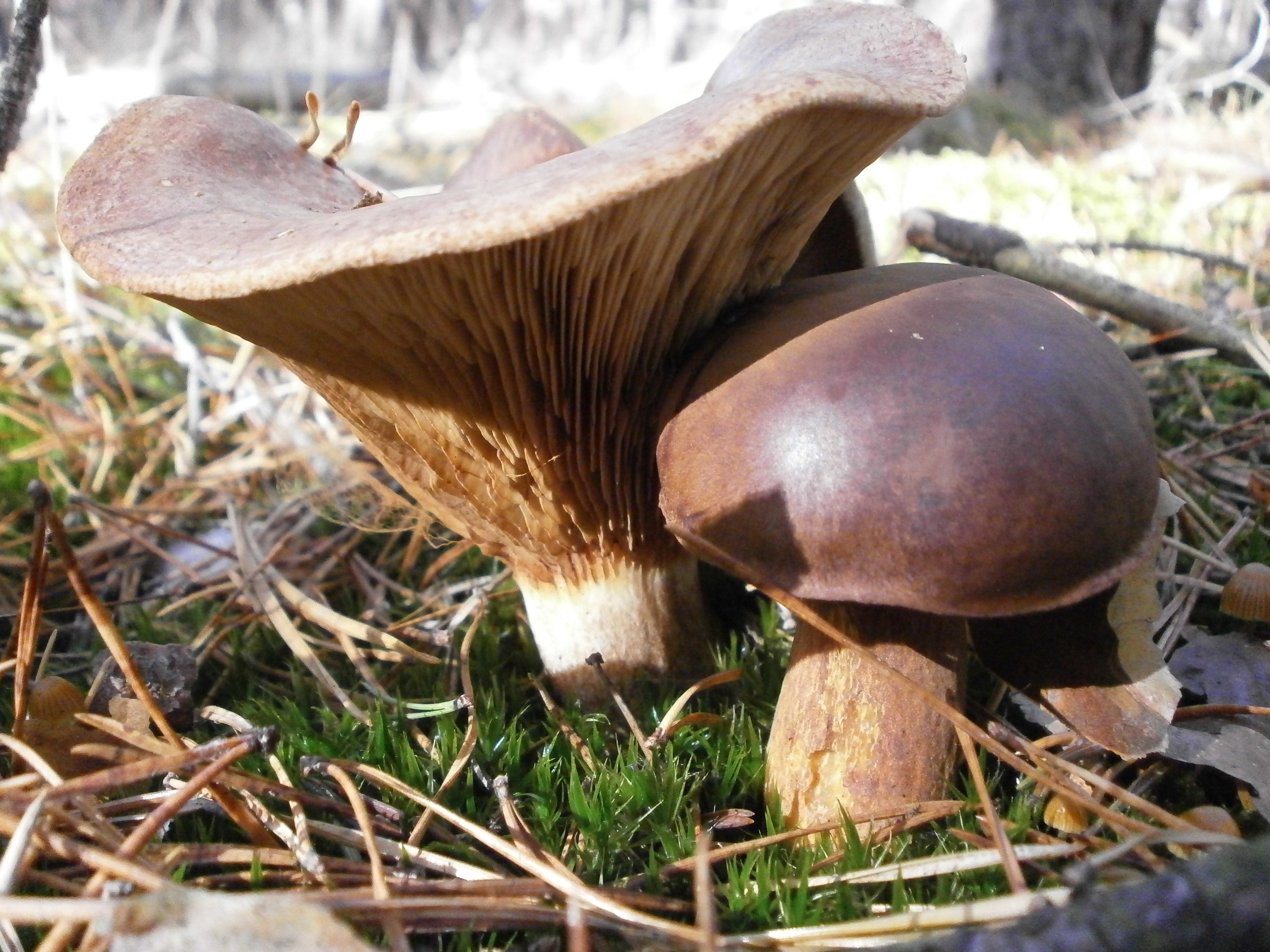 Съедобные грибы оренбургской области фото и названия