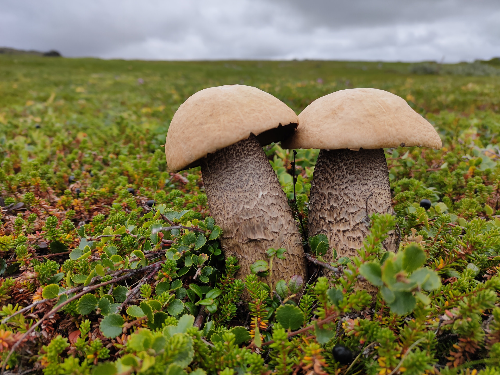 Белые грибы Кольского полуострова