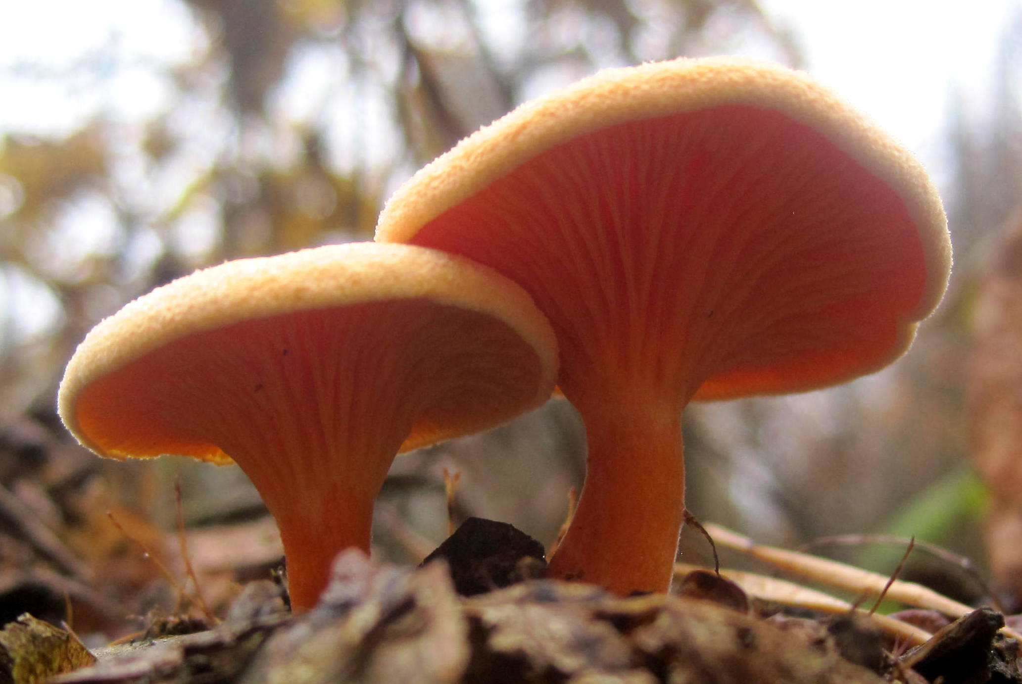 фото грибов лисички ложные