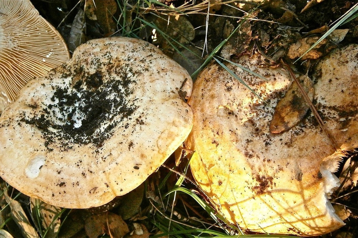 грибы грузди фотографии