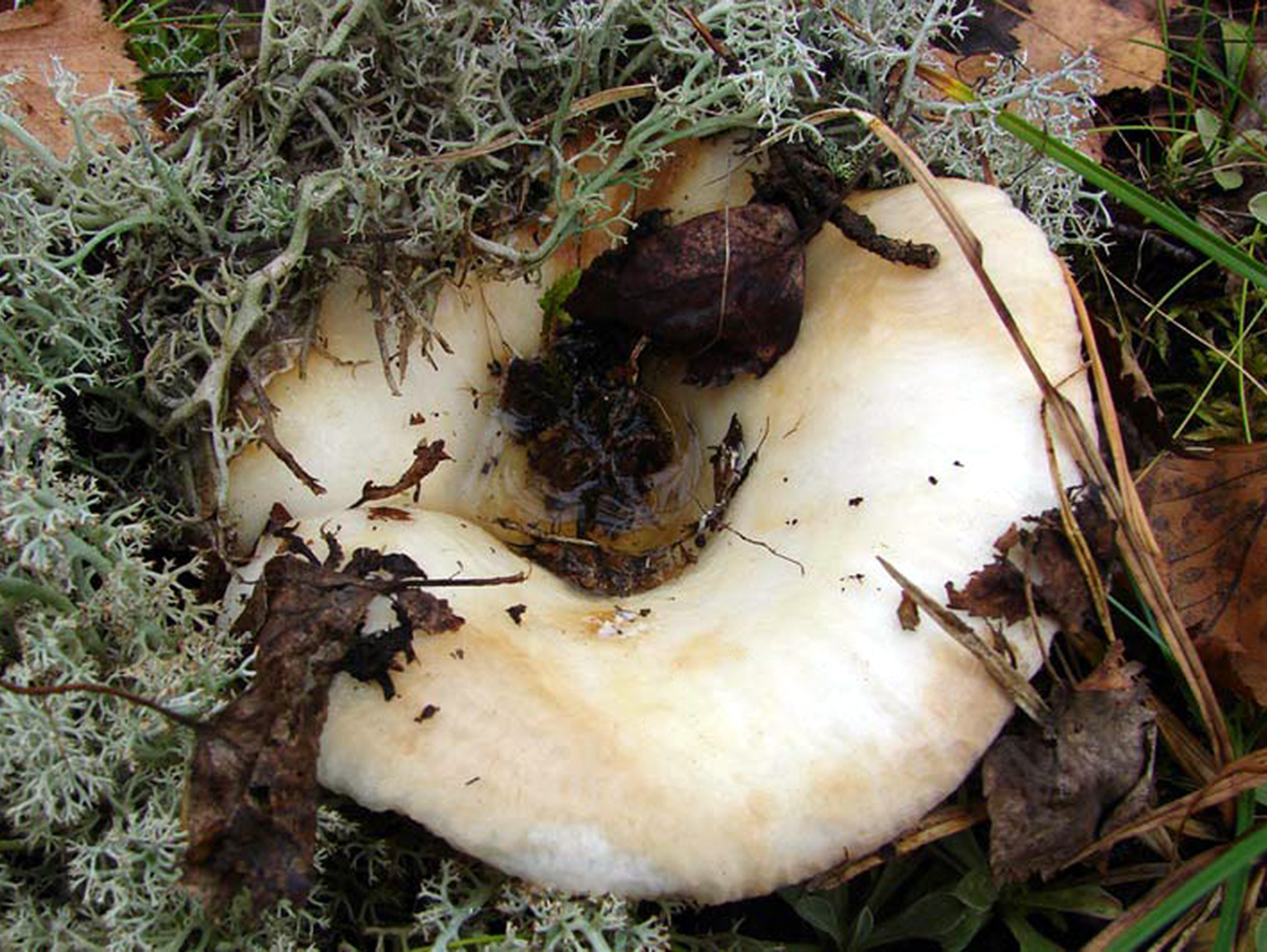 грибы под дубами фото