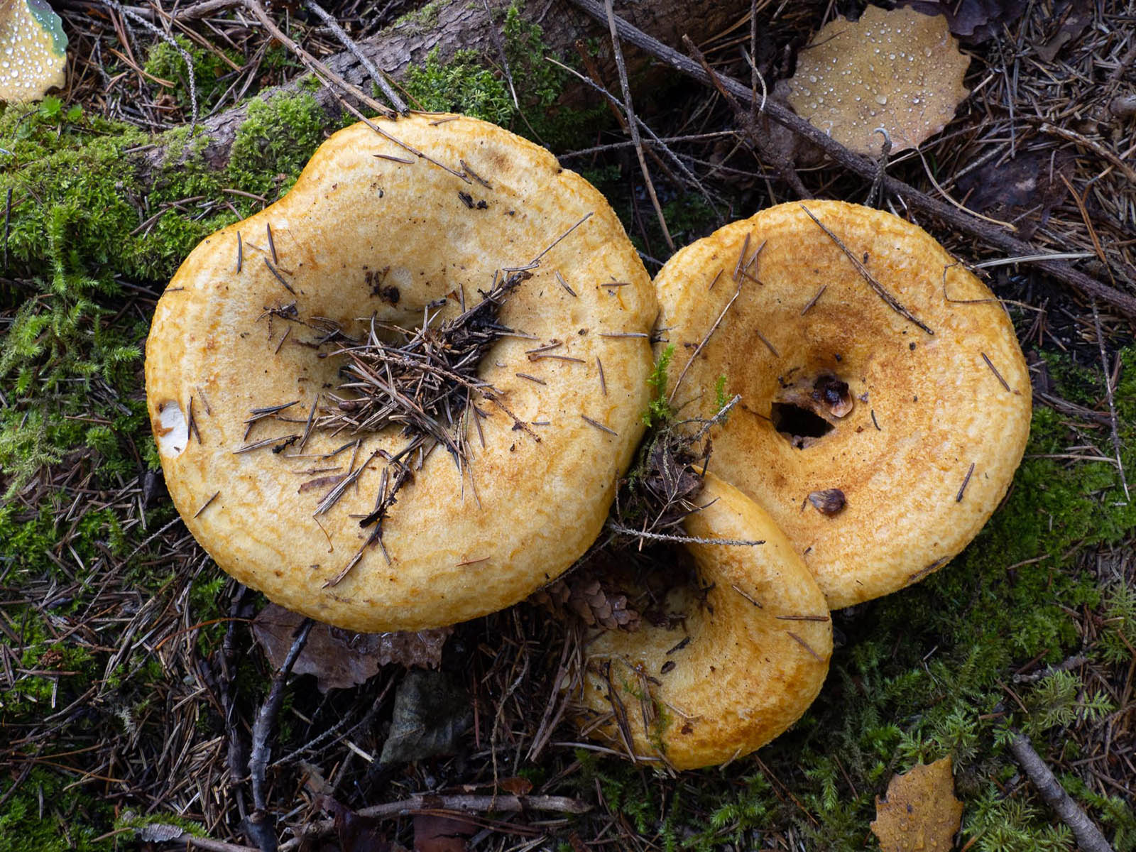 Как выглядят грибы грузди фото