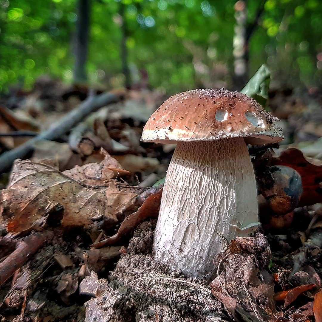 Белый гриб дубовый Боровик сетчатый