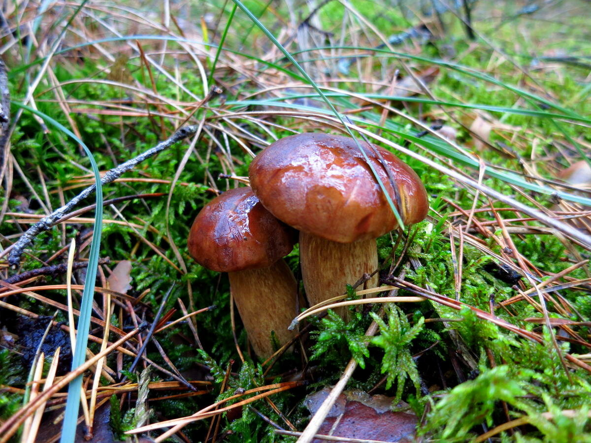 Польский гриб мох