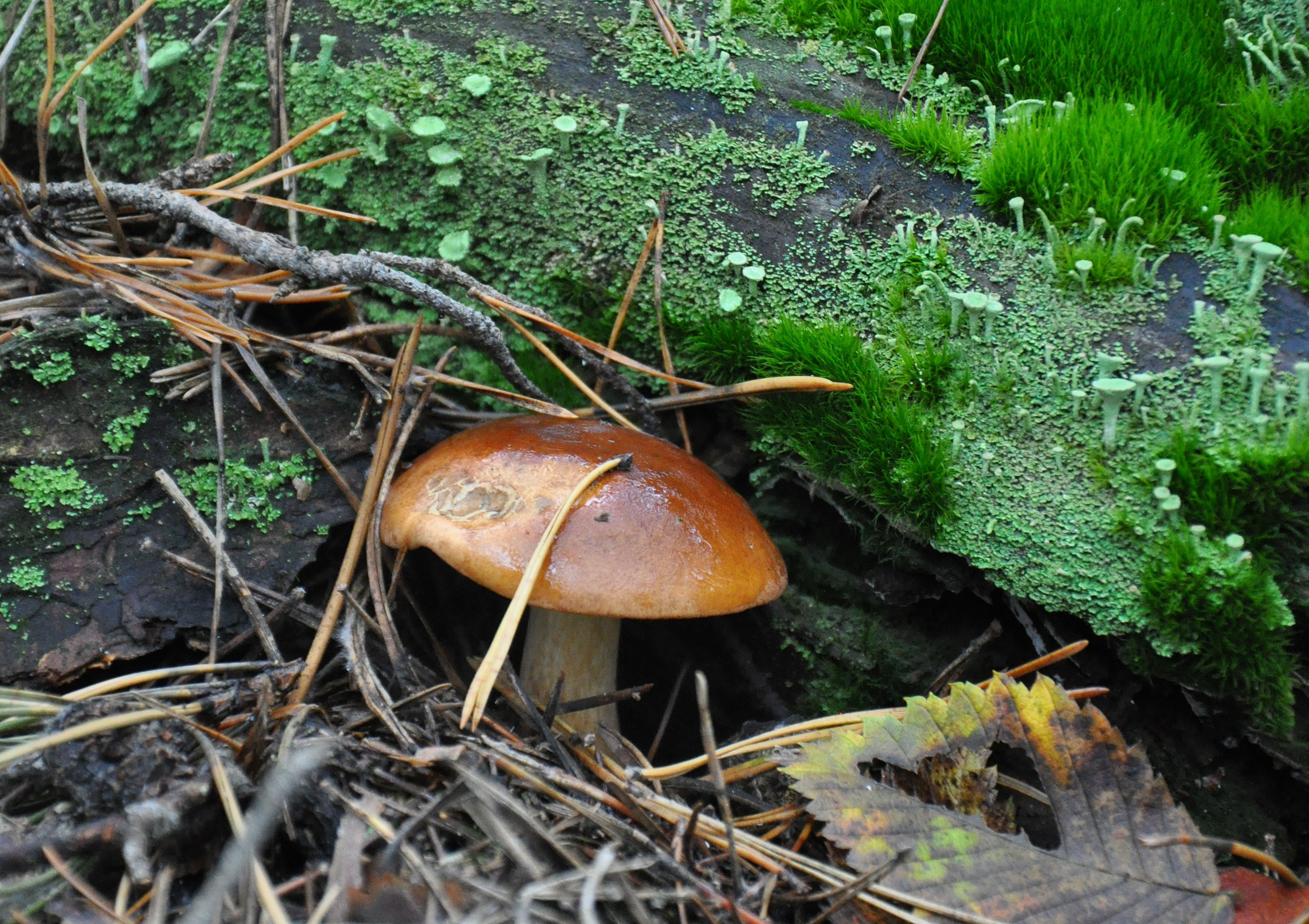 польские грибы фото и название и