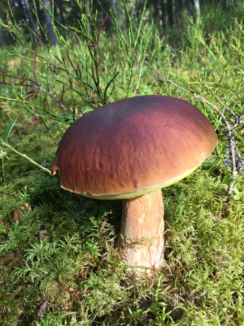 Польский гриб Боровой