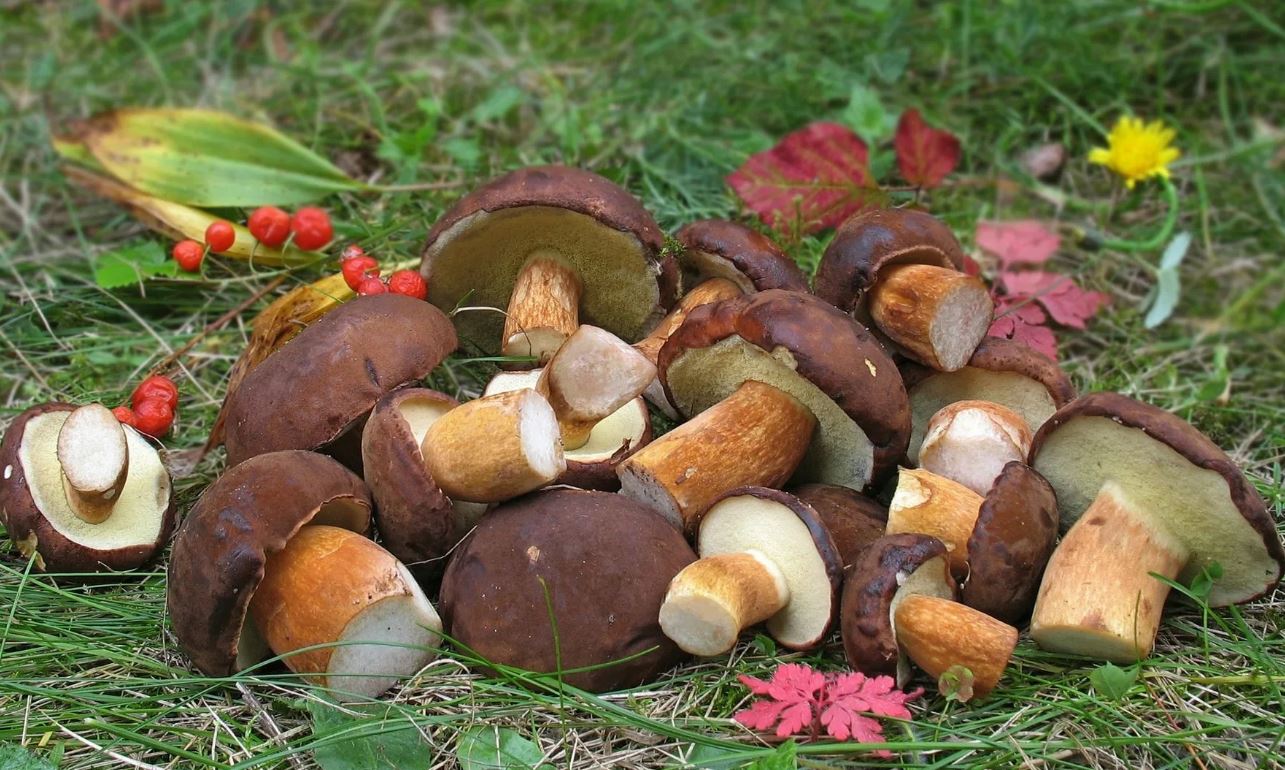 Осенние трубчатые грибы