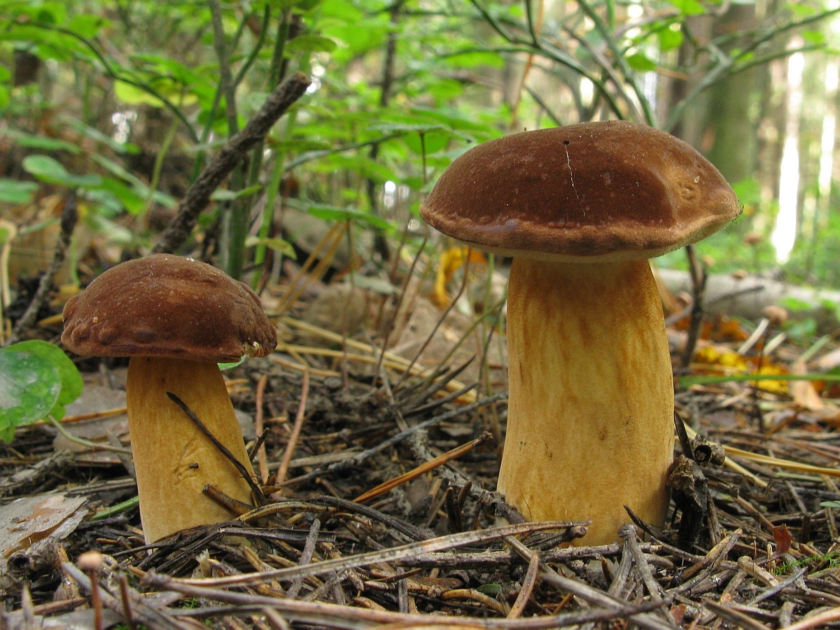 Подореховик гриб фото и описание
