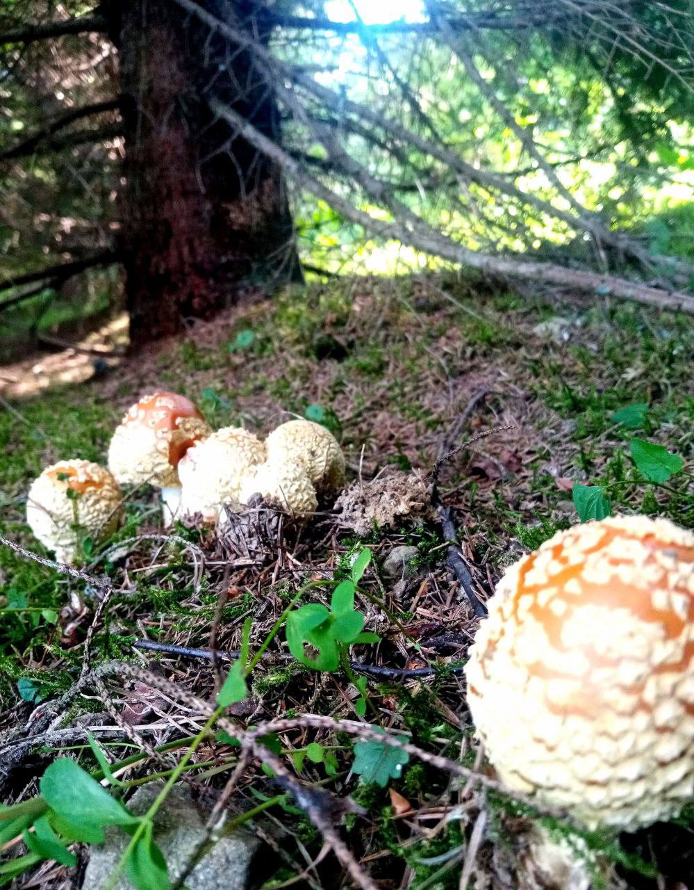 царский гриб в краснодарском крае фото