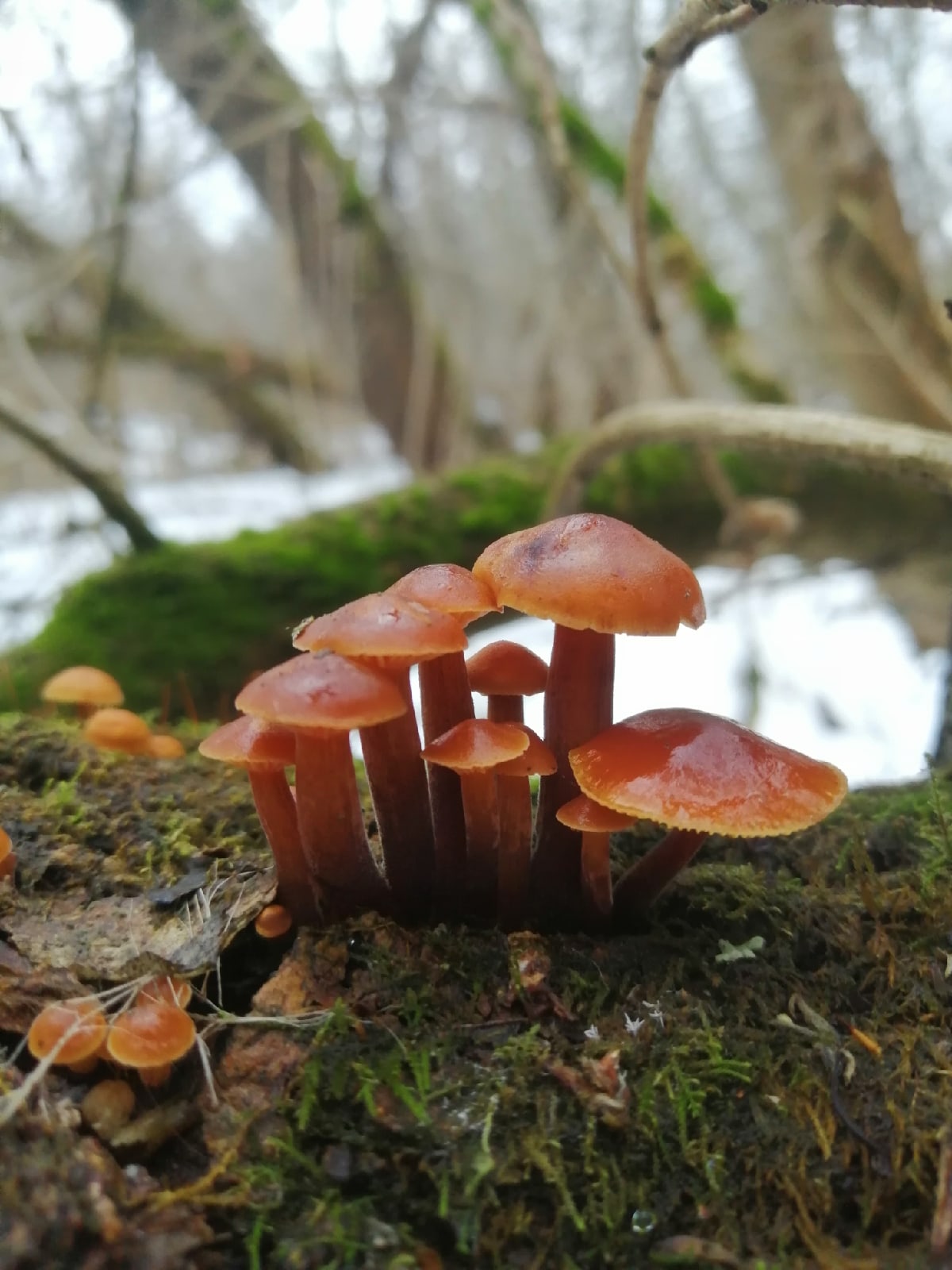 Съедобные грибы Нижегородской области