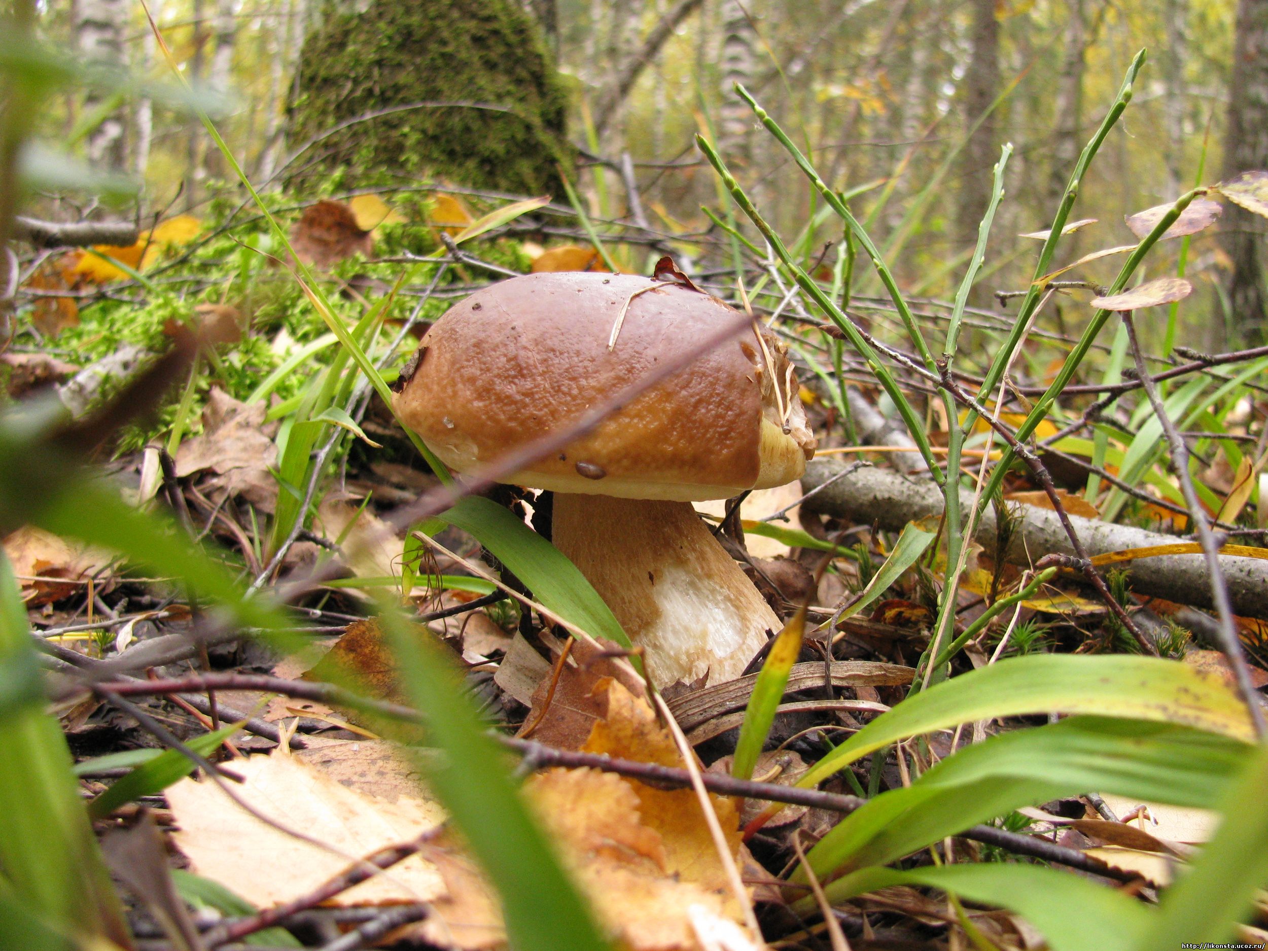 съедобные грибы липецкой области фото и название