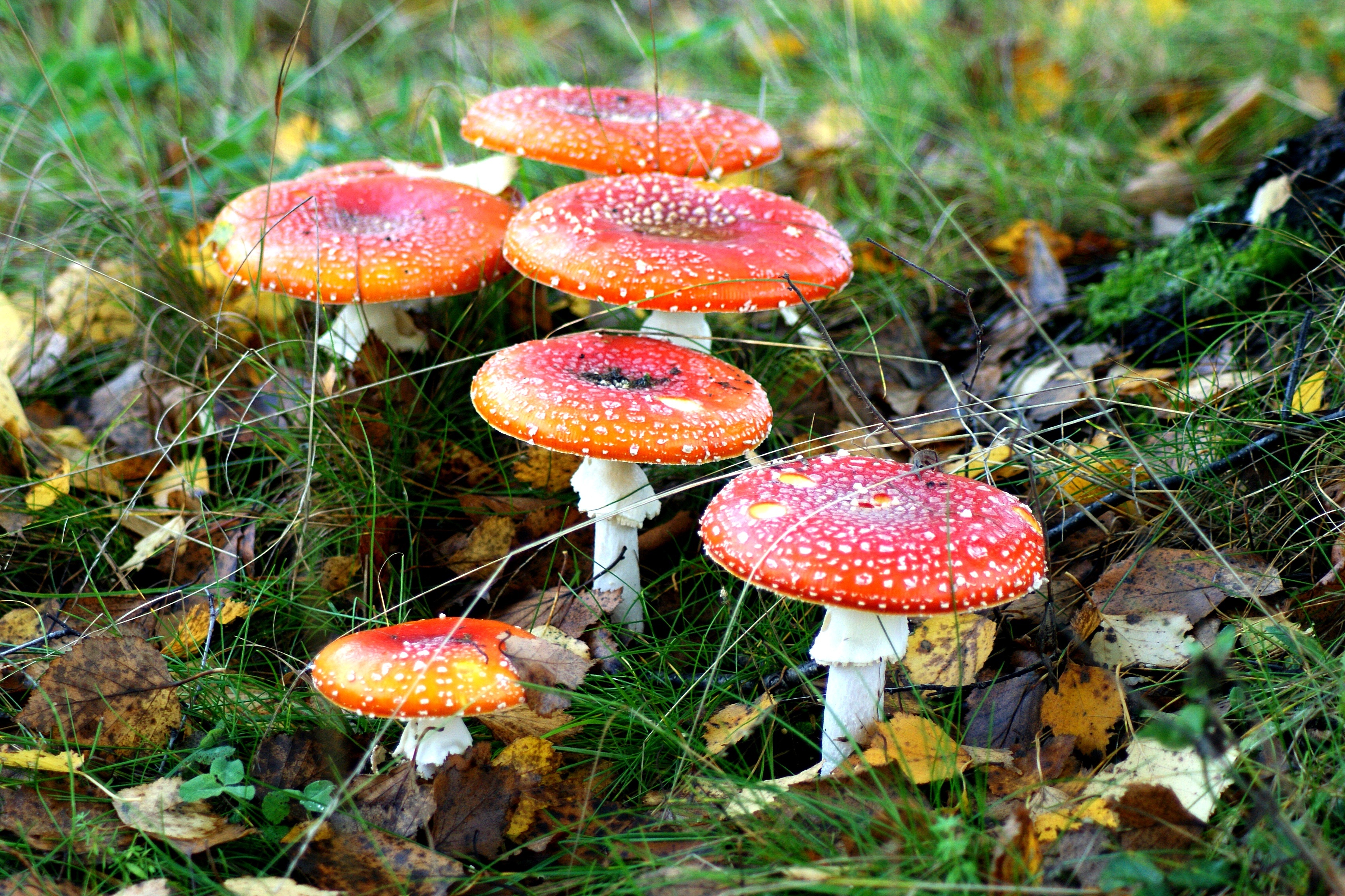 Съедобные грибы Курской области