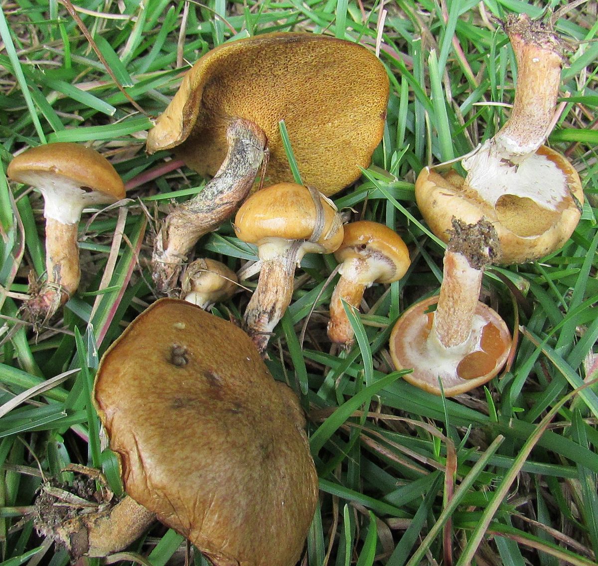 Маслята грибы несъедобные