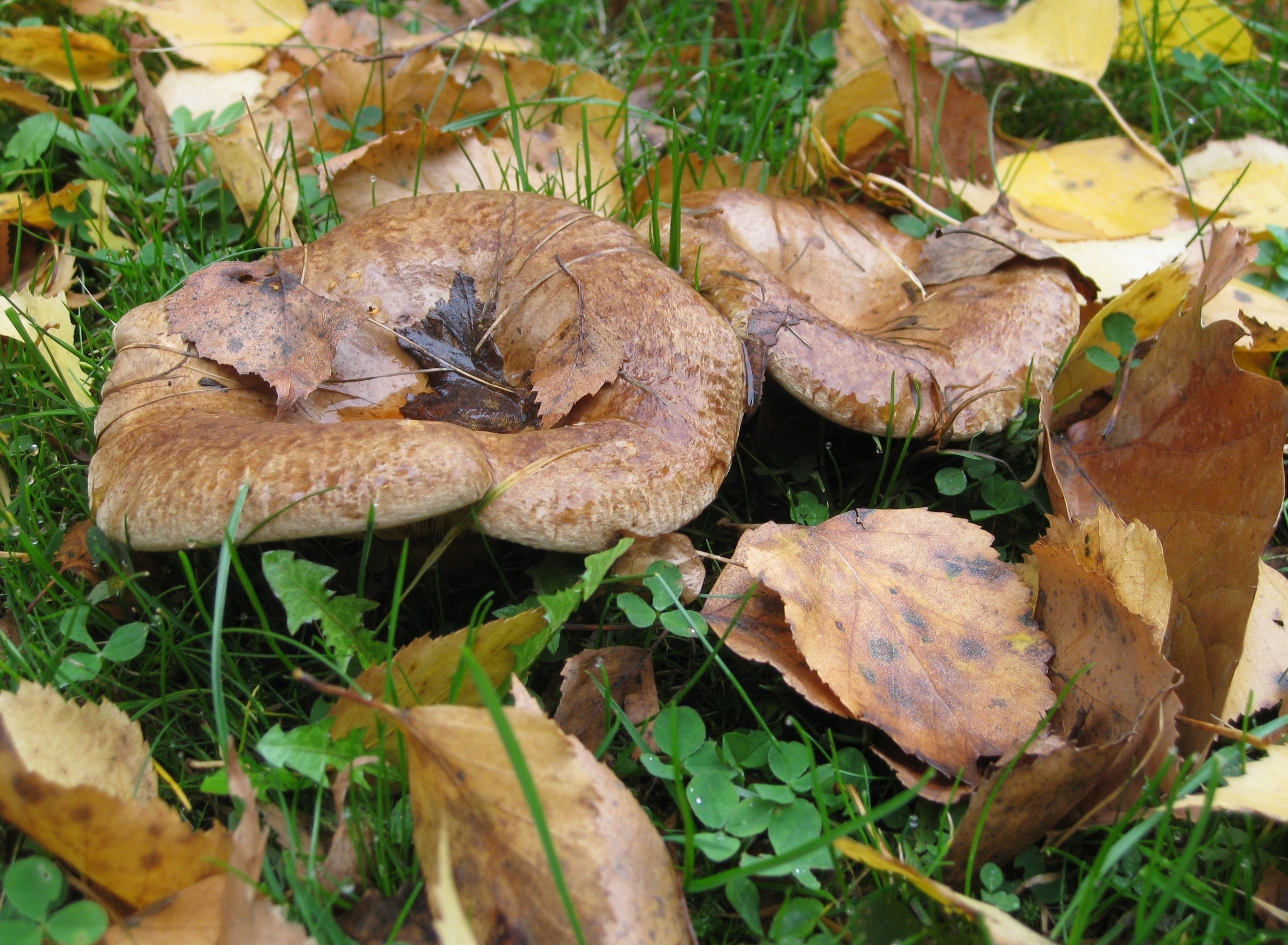 Съедобный гриб семейства. Грузди грибы. Осенние грибы грузди. Осень грузди грибы. Грузди Лесные.
