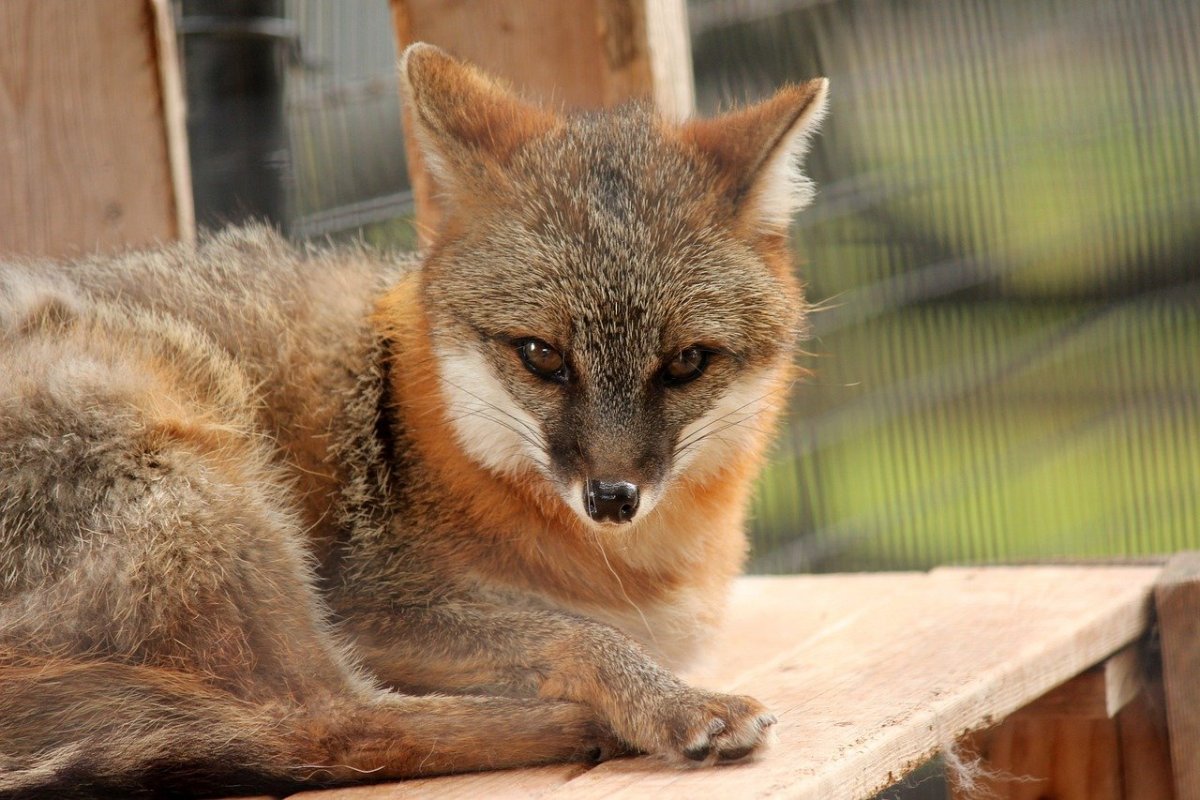 Секуранская лисица