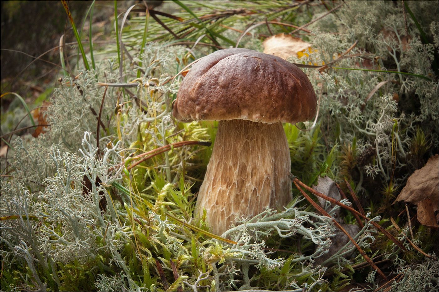 Съедобные грибы Забайкалья фото