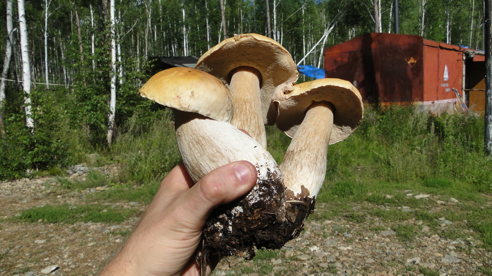 Белый гриб в Забайкалье