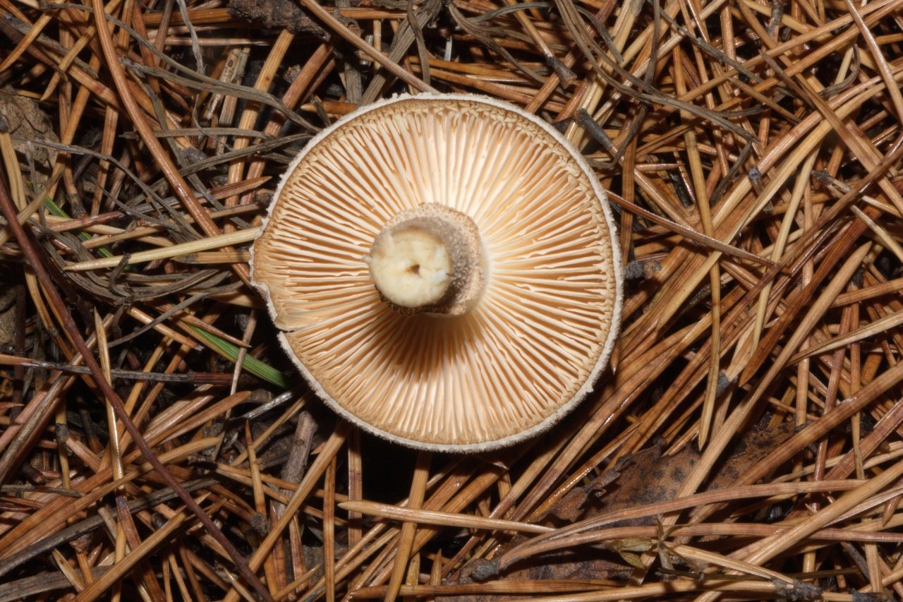 Пластинчатые грибы вид сверху