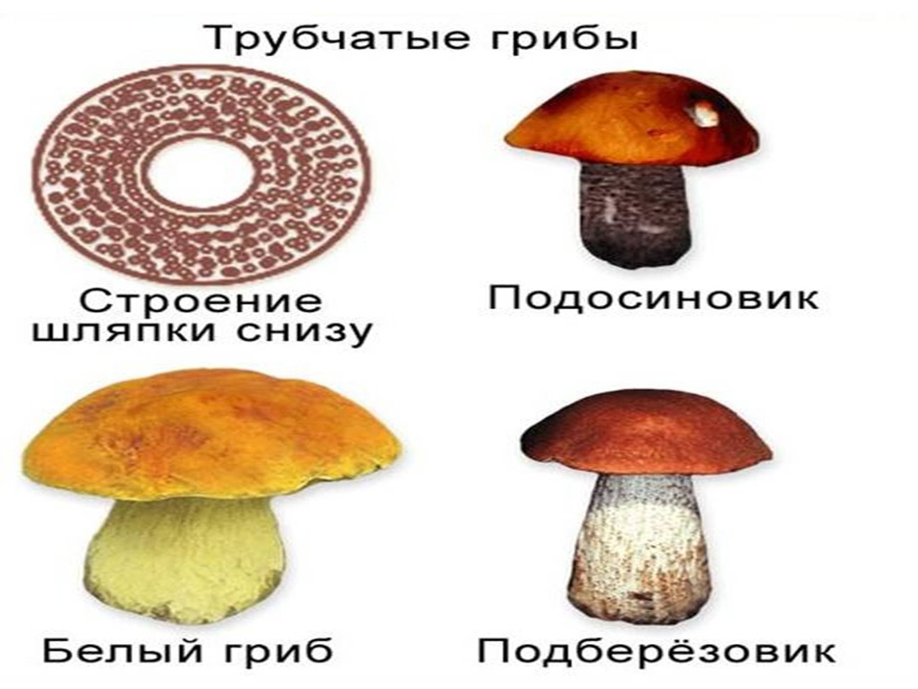 1) Трубчатые грибы 2) пластинчатые грибы