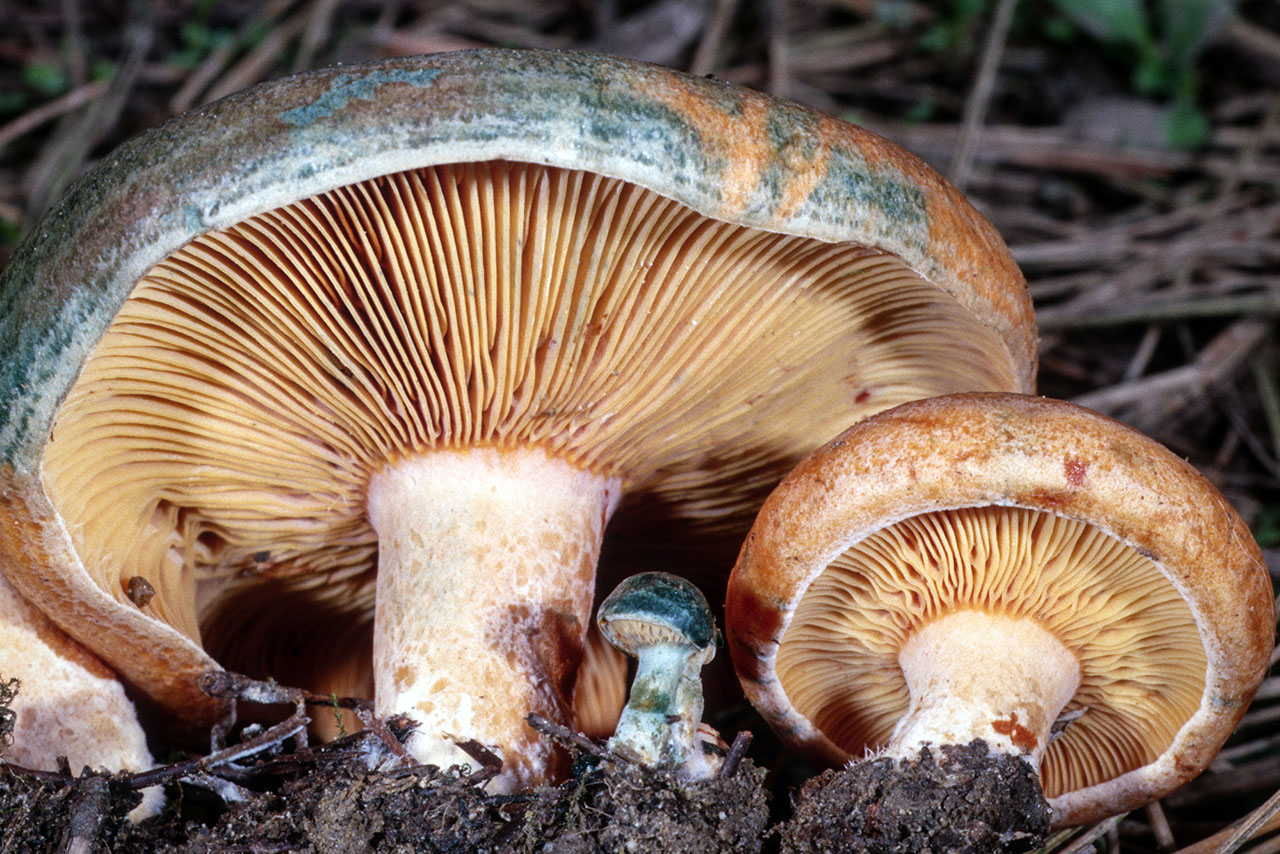 Подберезовик трубчатый или пластинчатый. Рыжик еловый/еловик (Lactarius deterrimus);. Рыжики пластинчатые грибы. Пластинчатые грибы и трубчатые грибы. Рыжик трубчатый или пластинчатый гриб.