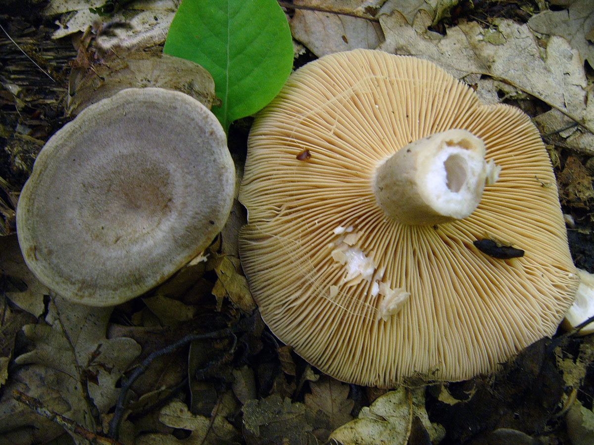 Белый млечник пластинчатый гриб
