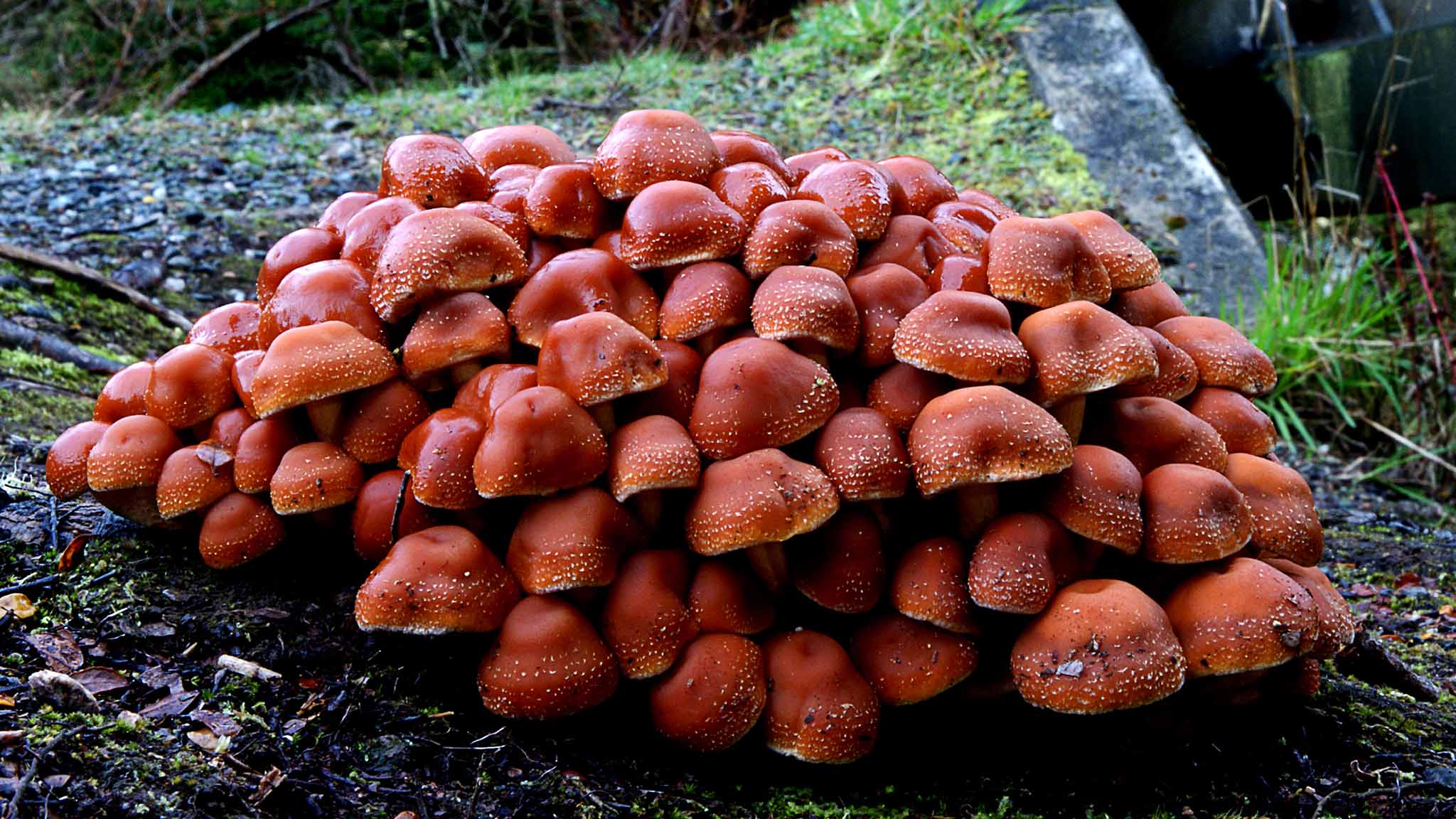 Осенние грибы красного цвета