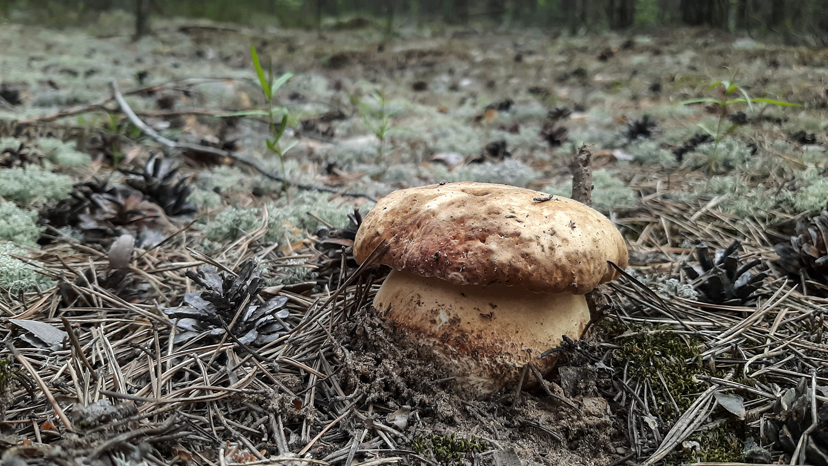 Байкальский заповедник грибы