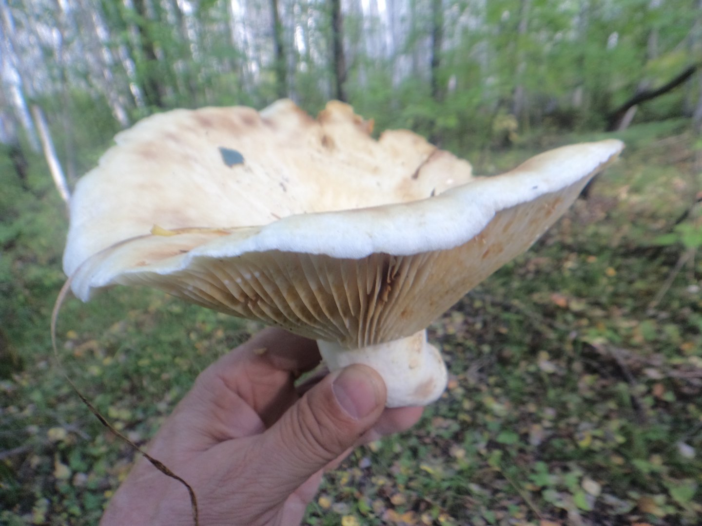 Съедобные грибы амурской области фото и название