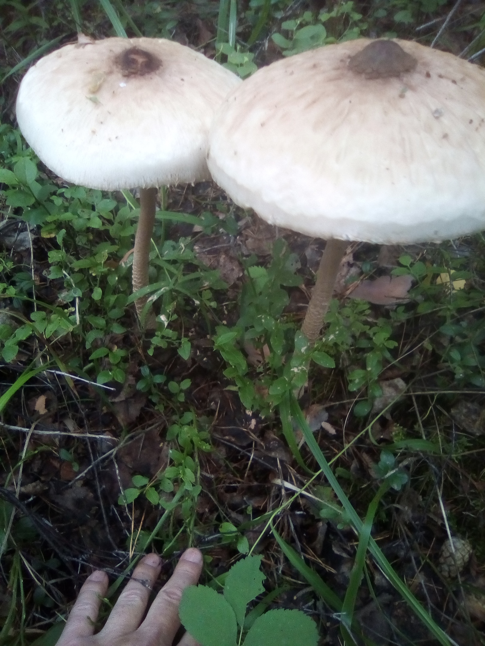 Грибы Волгоградской области съедобные белый гриб