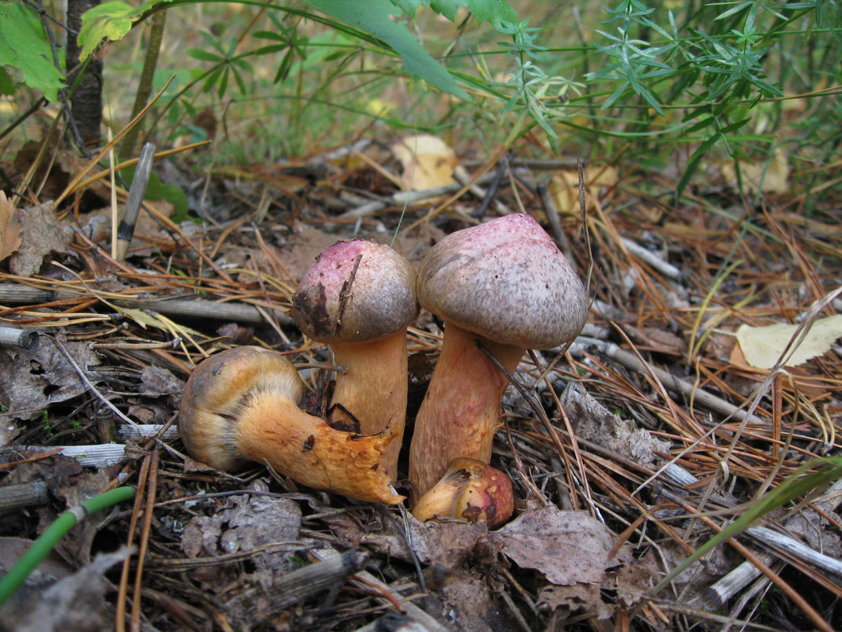 Съедобные грибы амурской области фото и название