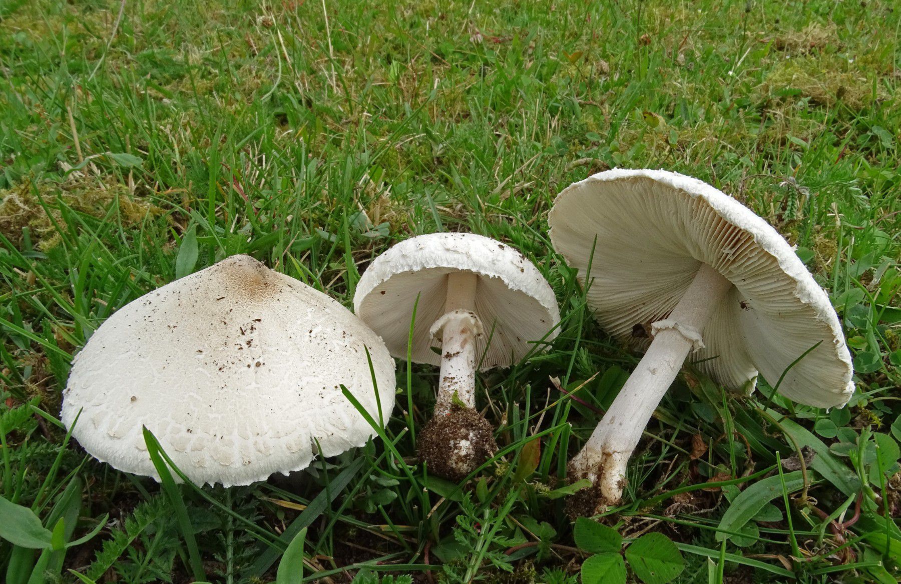 Белый Степной гриб в Крыму