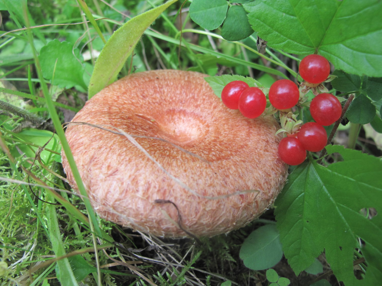 Волнушки грибы Забайкалья