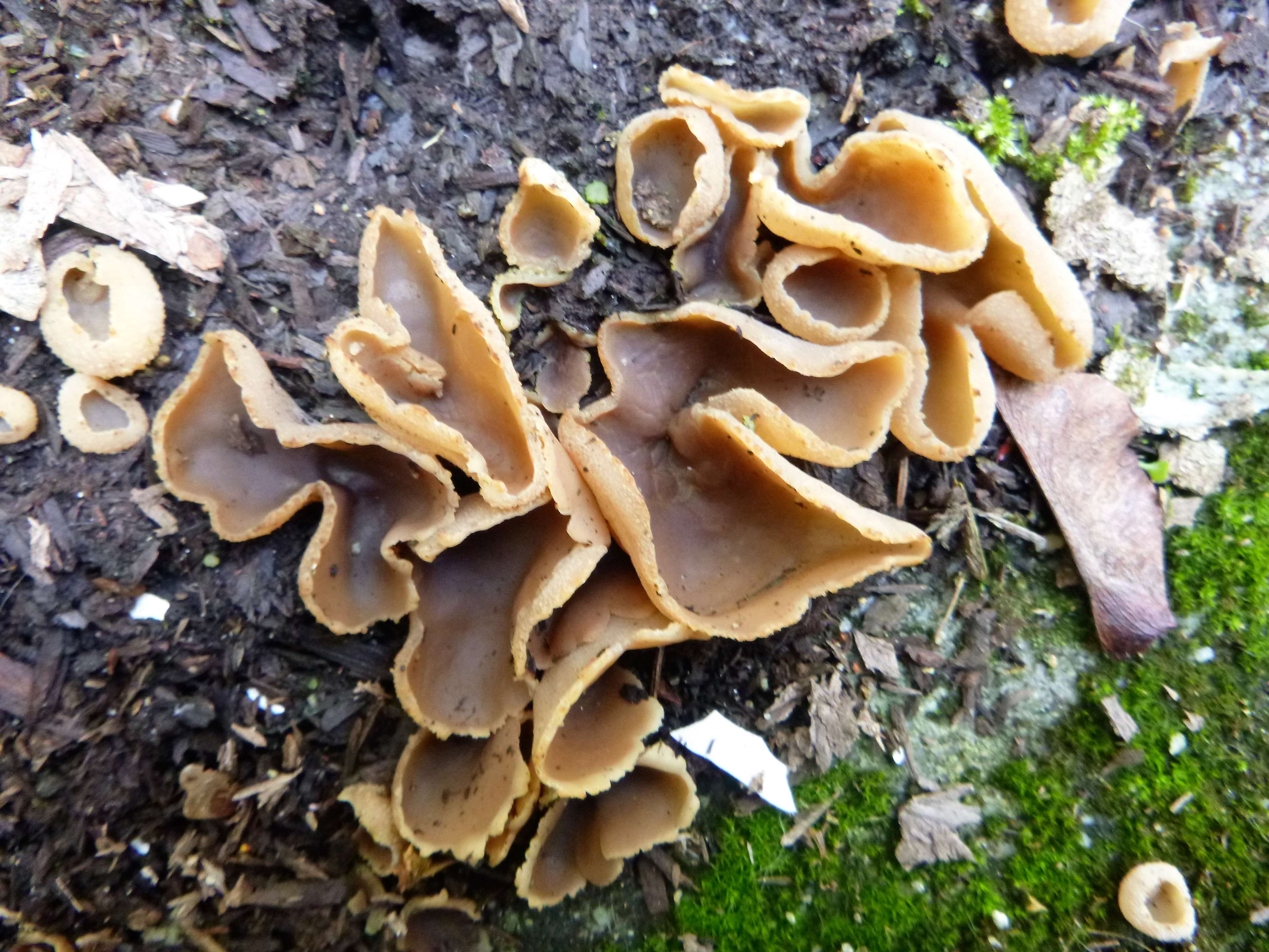 Волнистые грибы