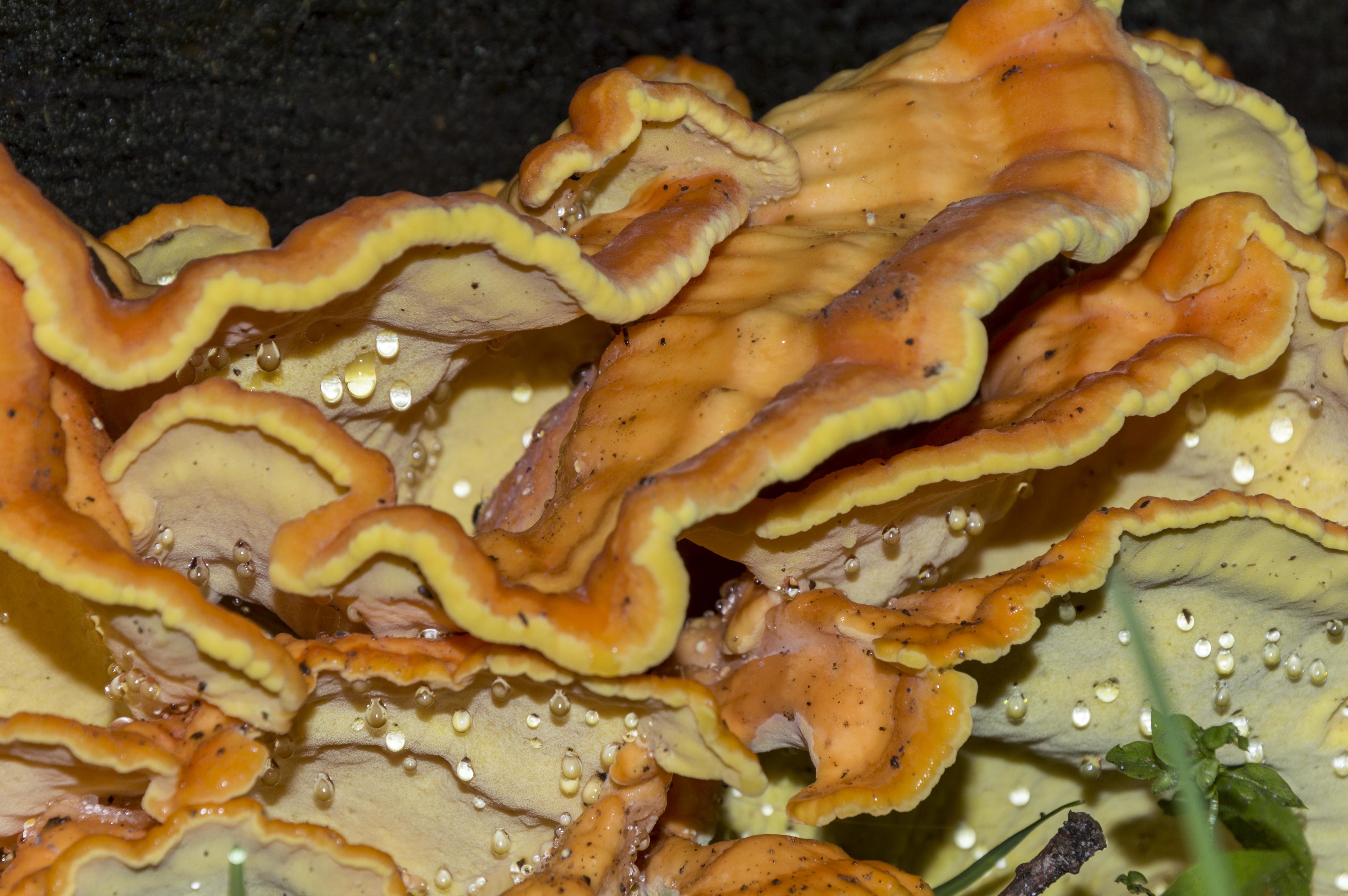 Волнистые грибы