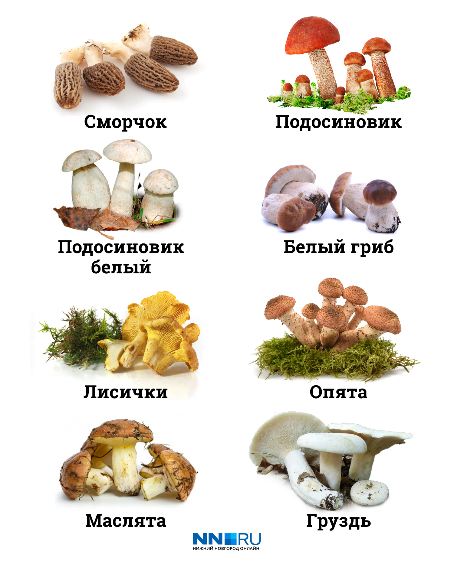 Виды съедобных грибов фото с названиями