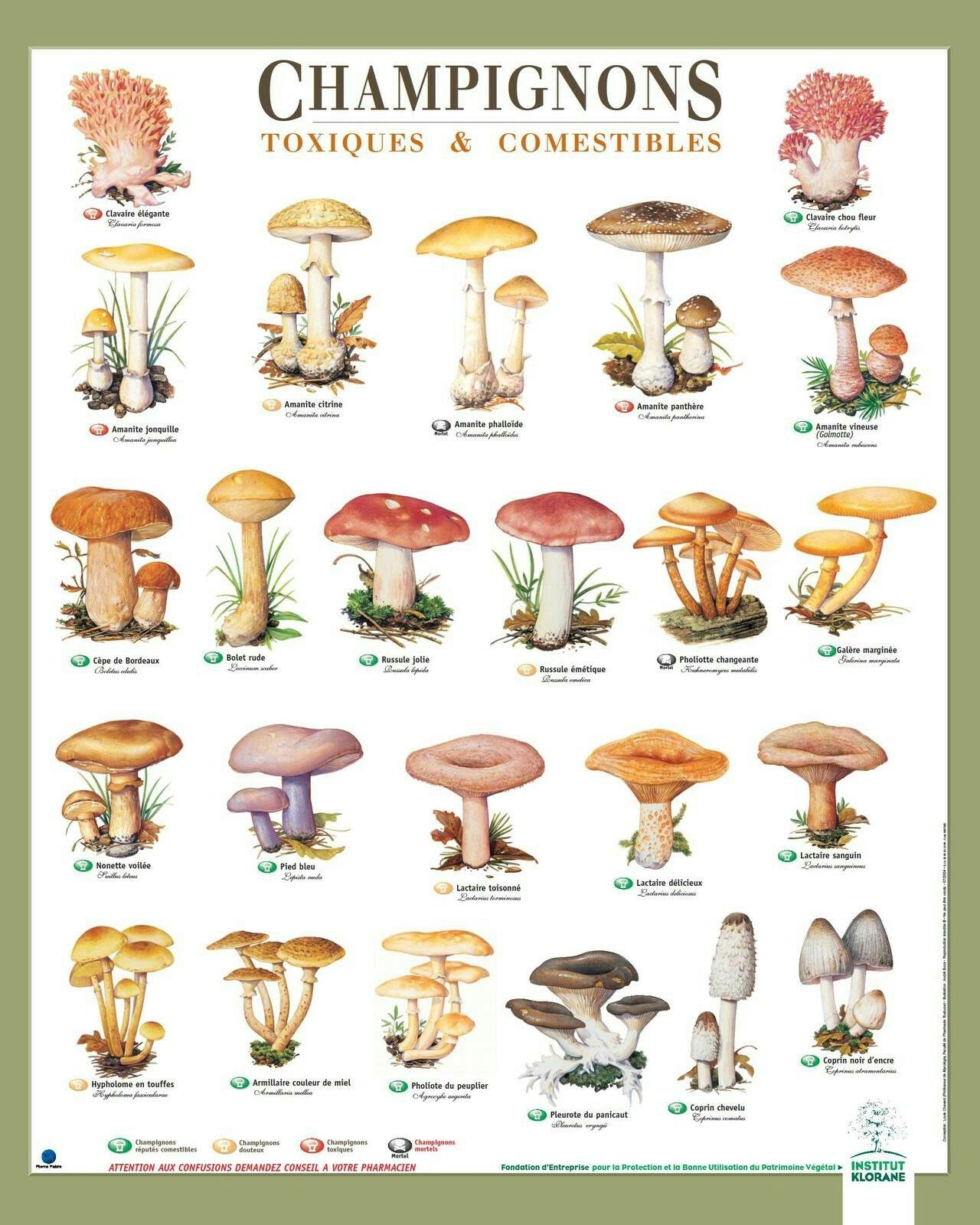 В Краснодарском крае какие есть съедобные грибы
