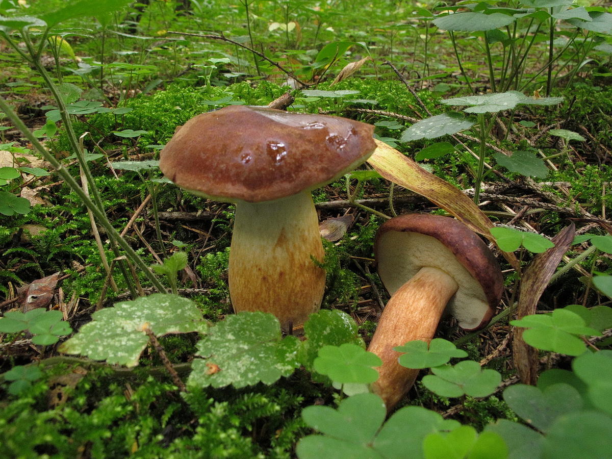 ) Польский гриб, польский белый (Imleria Badia)